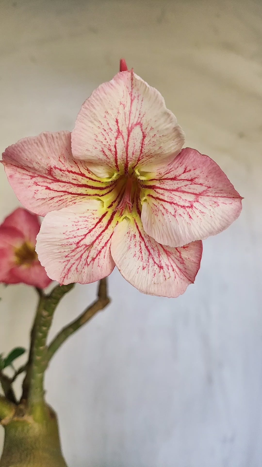 Planta Simples 1388 – 35cm – 04 anos