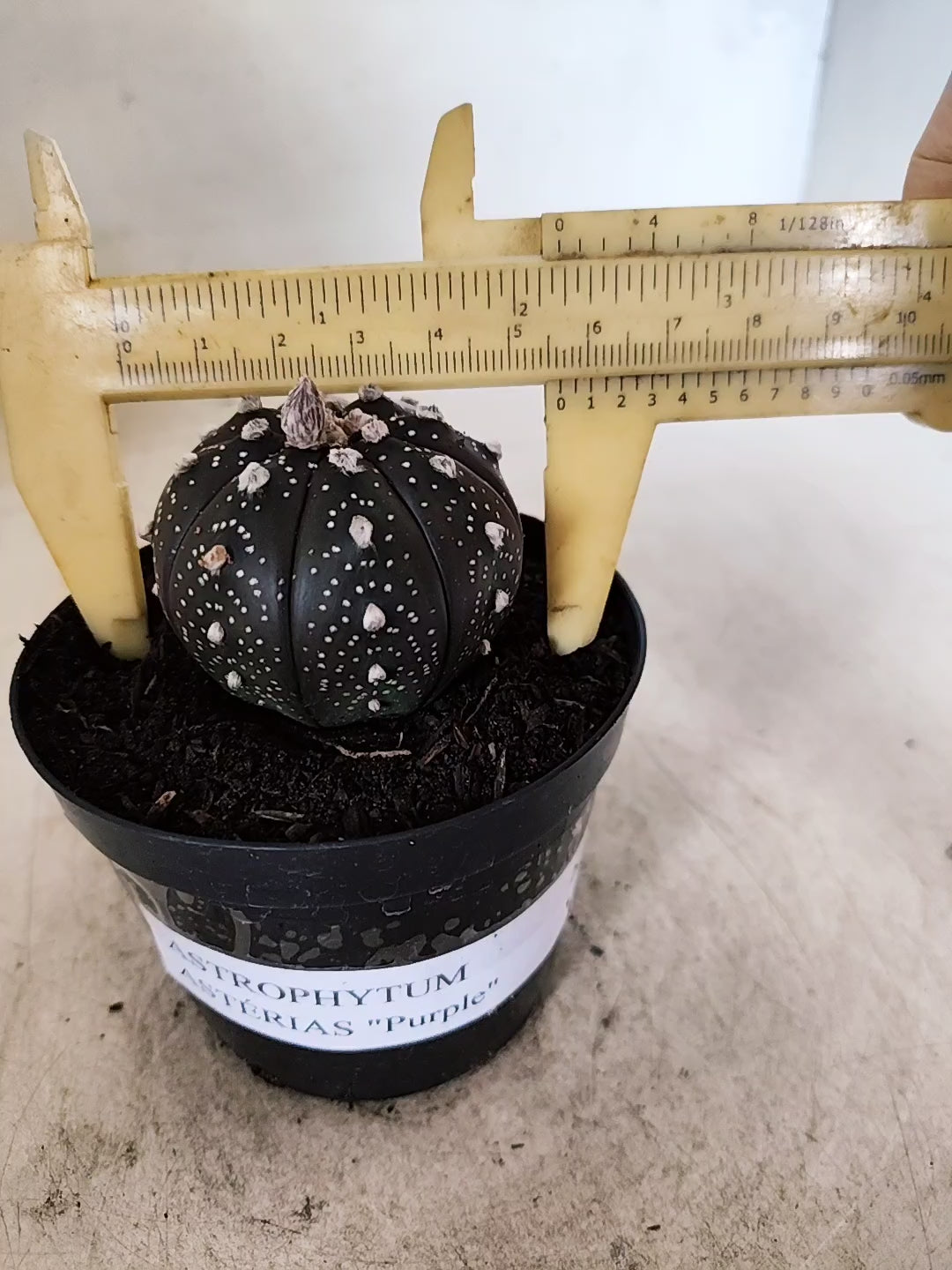 ASTROPHYTUM ASTERIAS “Purple”  Nº 1051 – vaso 09