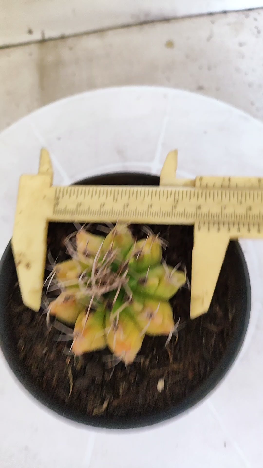 Matriz GYMNOCALYCIUM Mihanovichii Variegata Nº 1675 – vaso 11