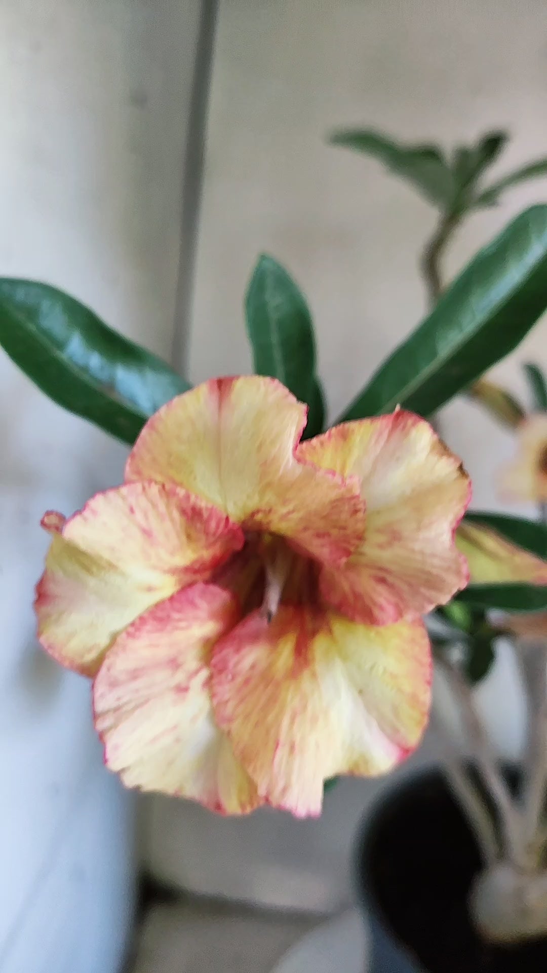 MATRIZ Planta Simples 274 – 60cm – 04 anos