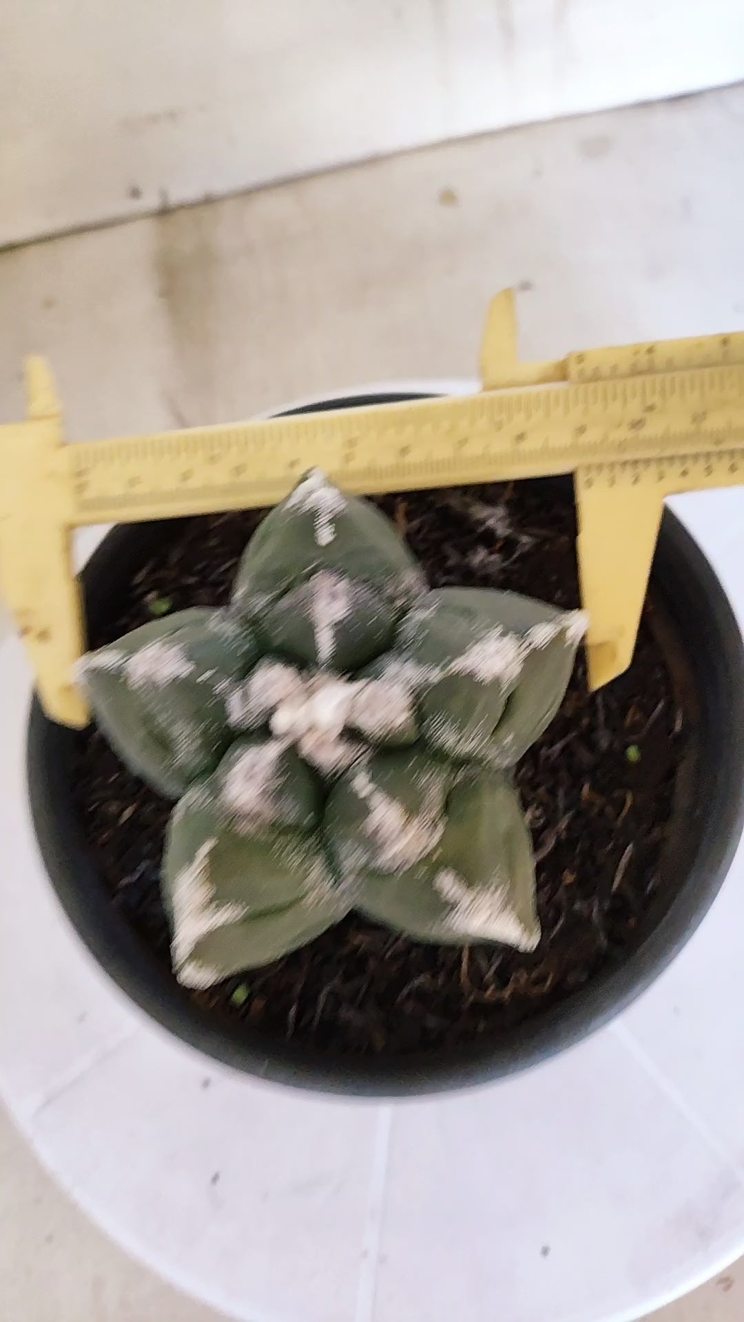 MATRIZ ASTROPHYTUM cv KIKKO   Nº 1376 – vaso 15