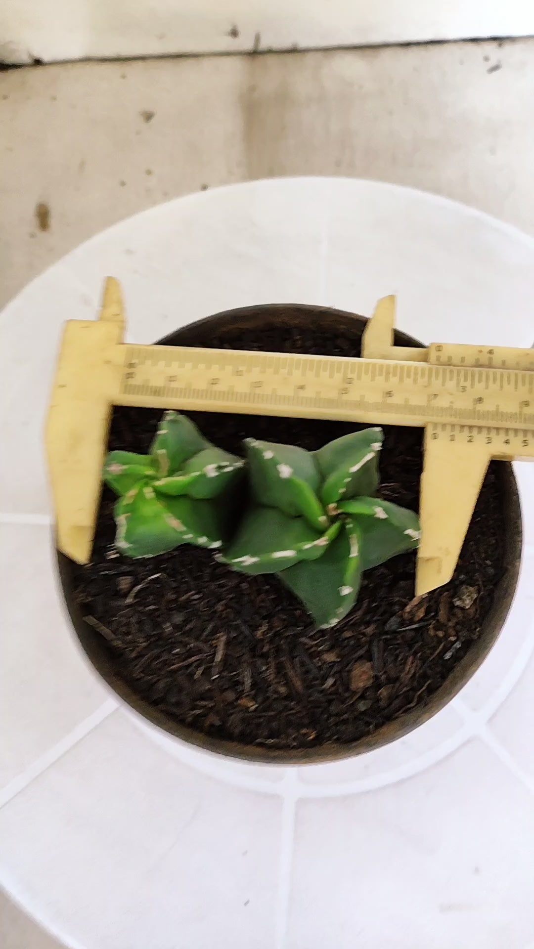 ASTROPHYTUM Myriostigma "Bicéfalo"  Nº 1266 – vaso 11