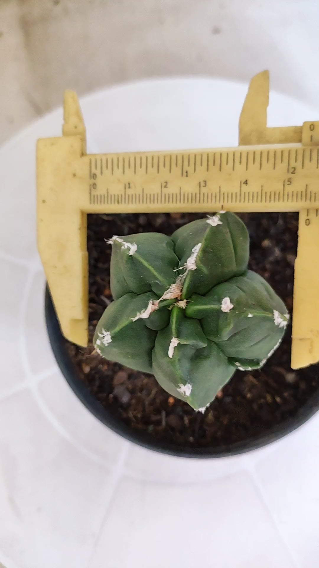 ASTROPHYTUM cv KIKKO "Exótico" Nº 1132 – vaso 11