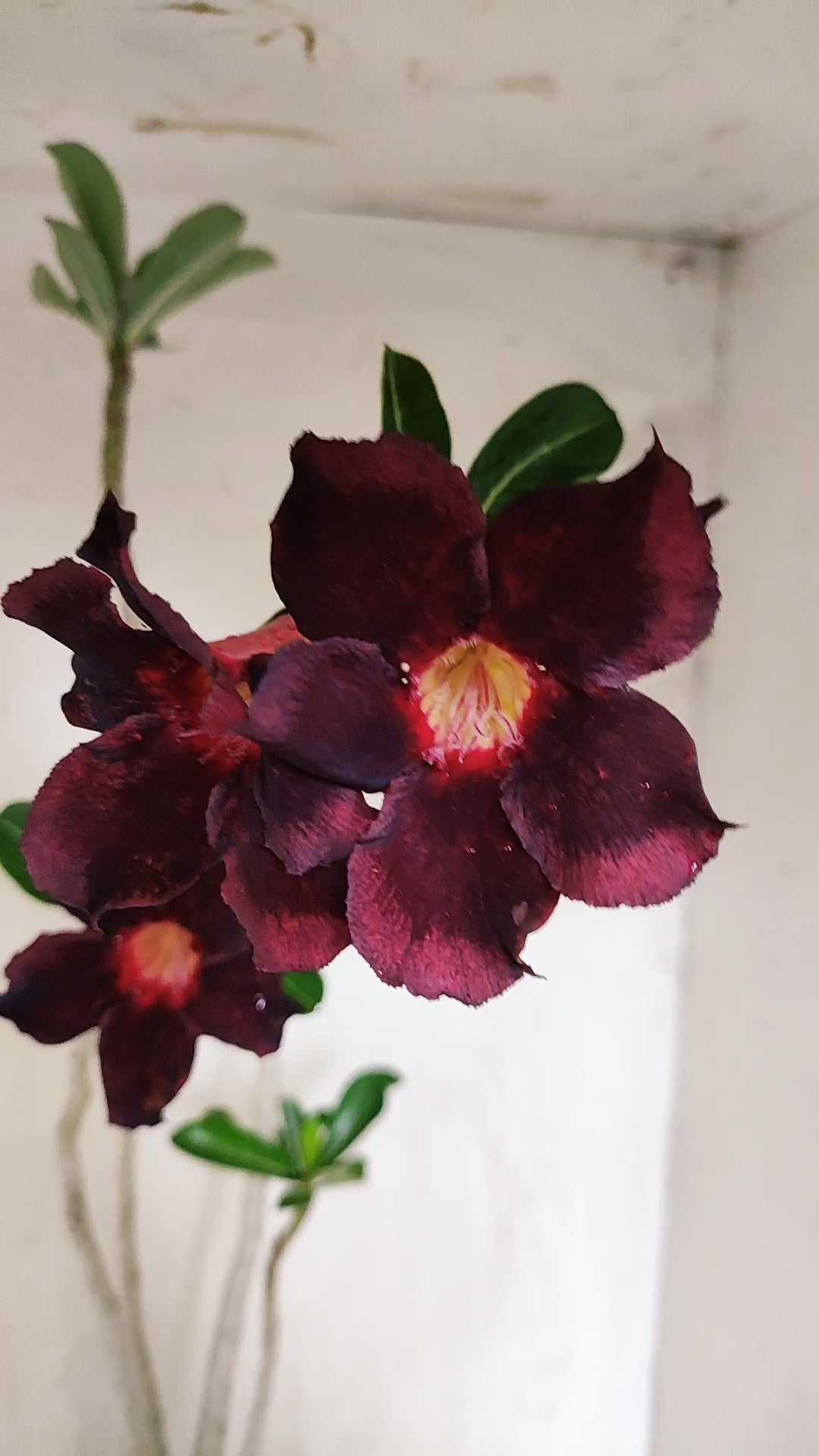 Planta Simples 3632 – 45cm – 03 anos - vaso 15