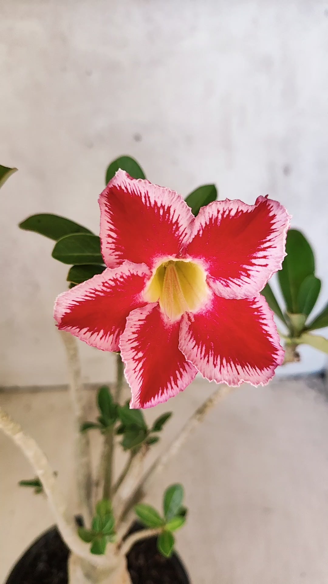 Planta Simples 3517 – 35cm – 03 anos