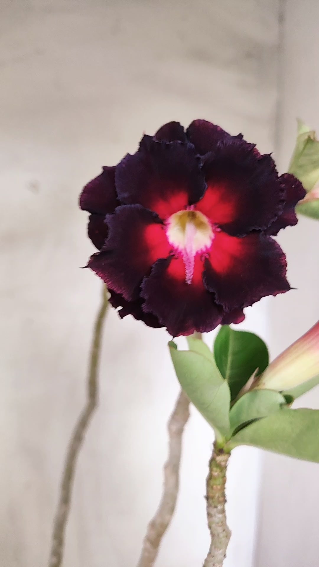 Planta Dobrada 4005 – 45cm – 03 anos - Vaso 15