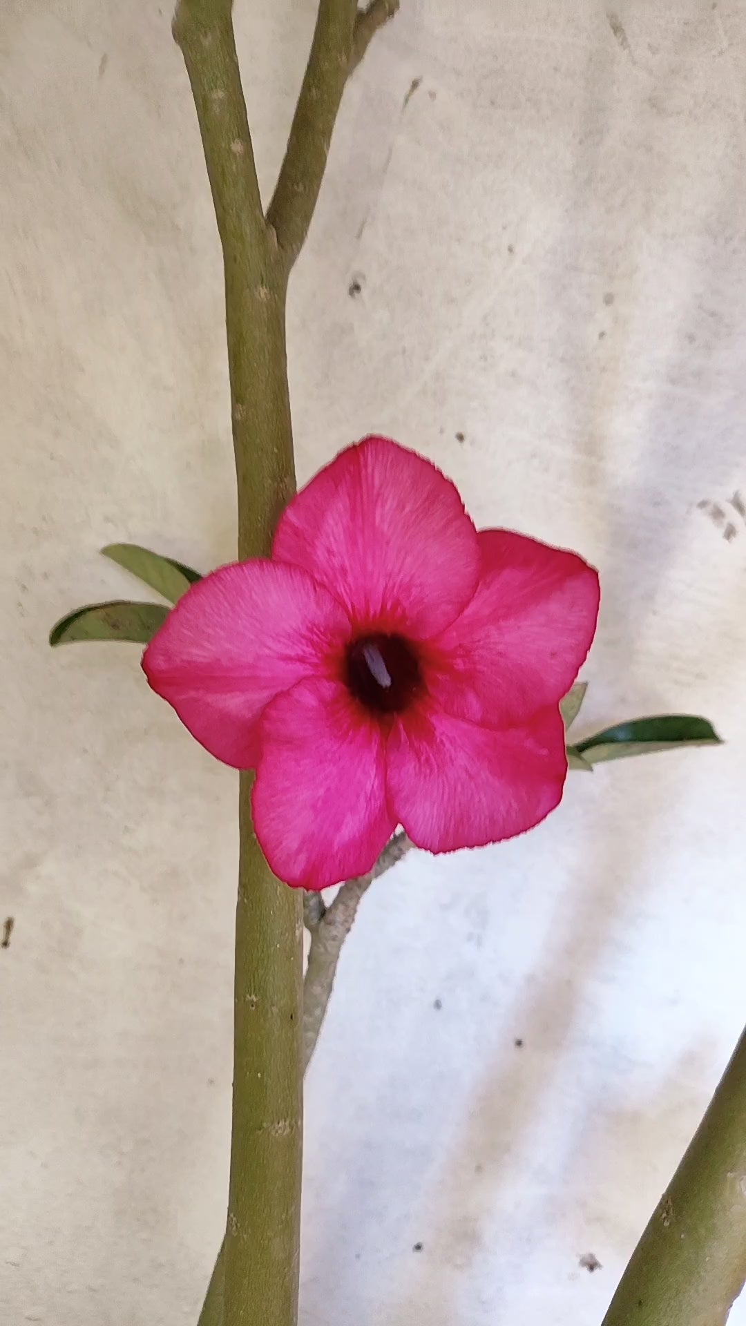 Planta Simples 3306 – 60cm – 04 anos