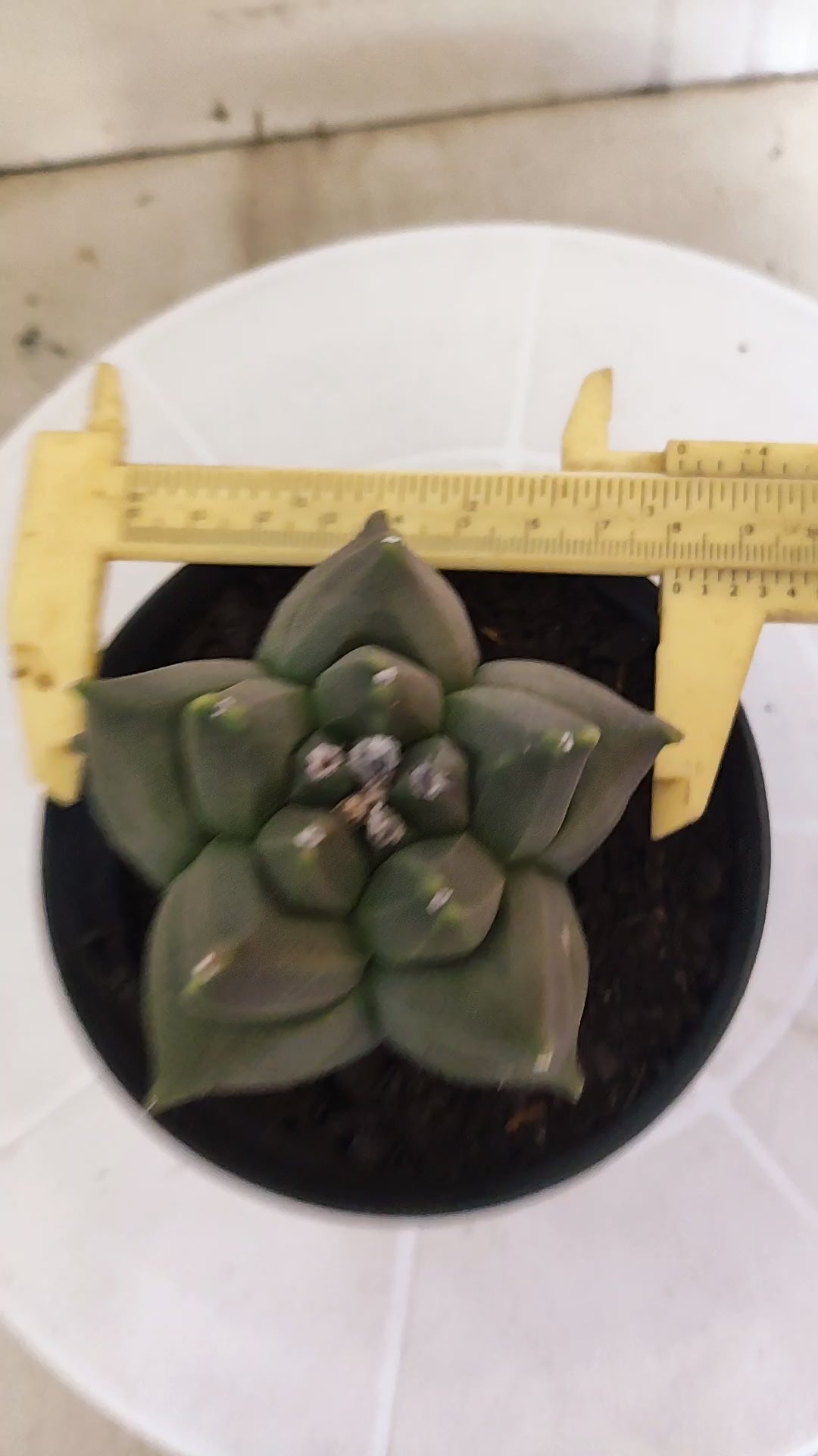 MATRIZ ASTROPHYTUM cv KIKKO   Nº 1341 – vaso 11