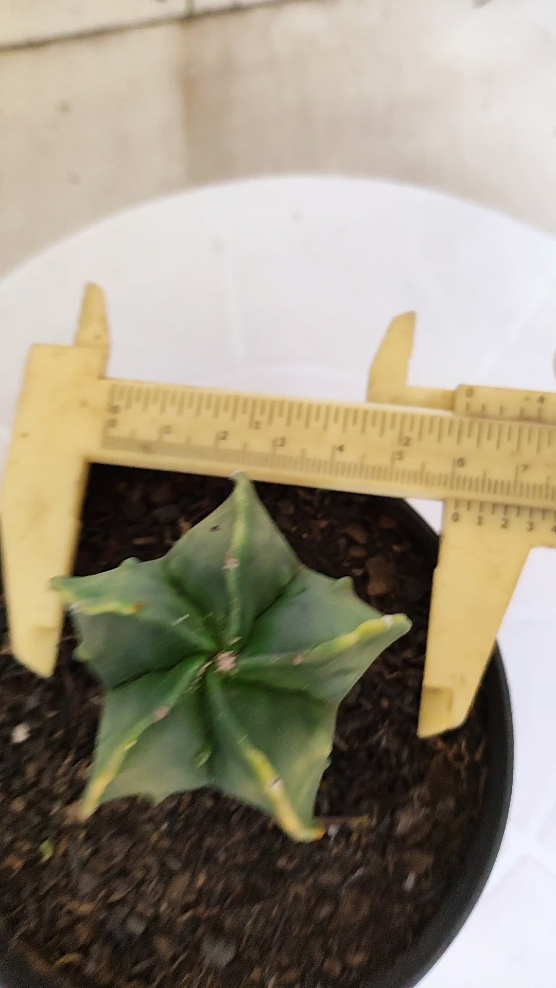 ASTROPHYTUM Myriostigma FUKURYU  Nº 789 – vaso 11