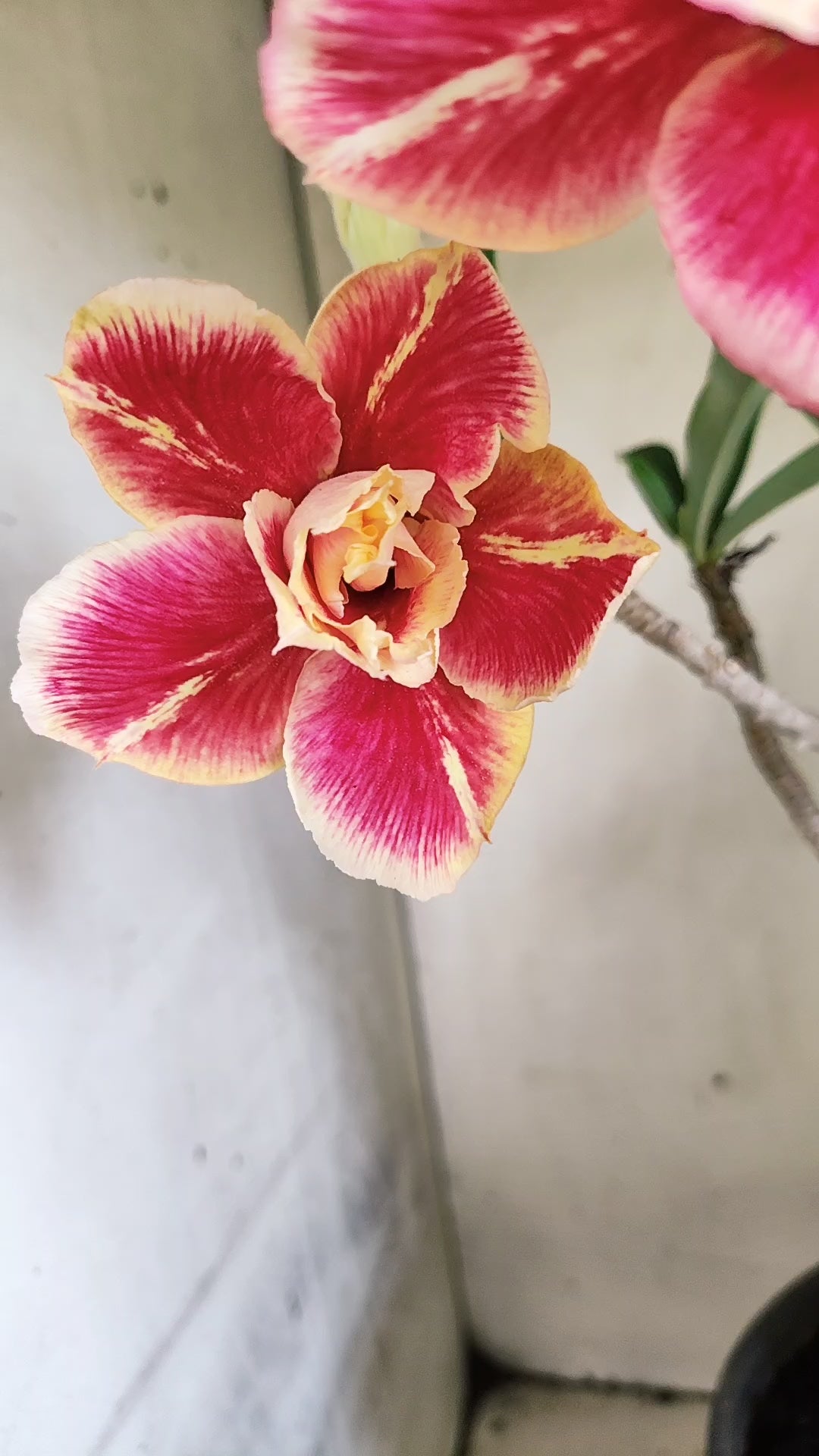 Planta Dobrada 4019 – 45cm – 03 anos - Vaso 20