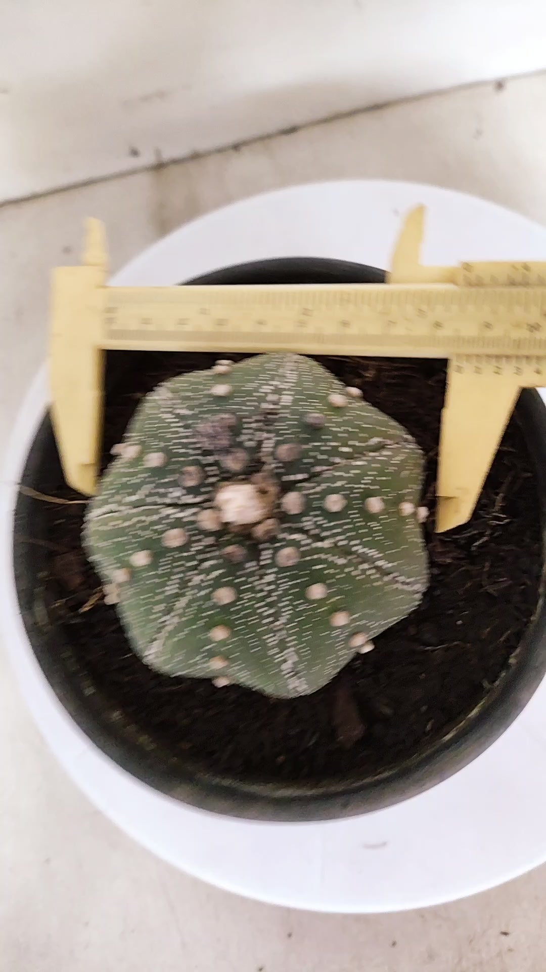ASTROPHYTUM ASTERIAS "STAR SHAPE"   Nº 1150 – vaso 15