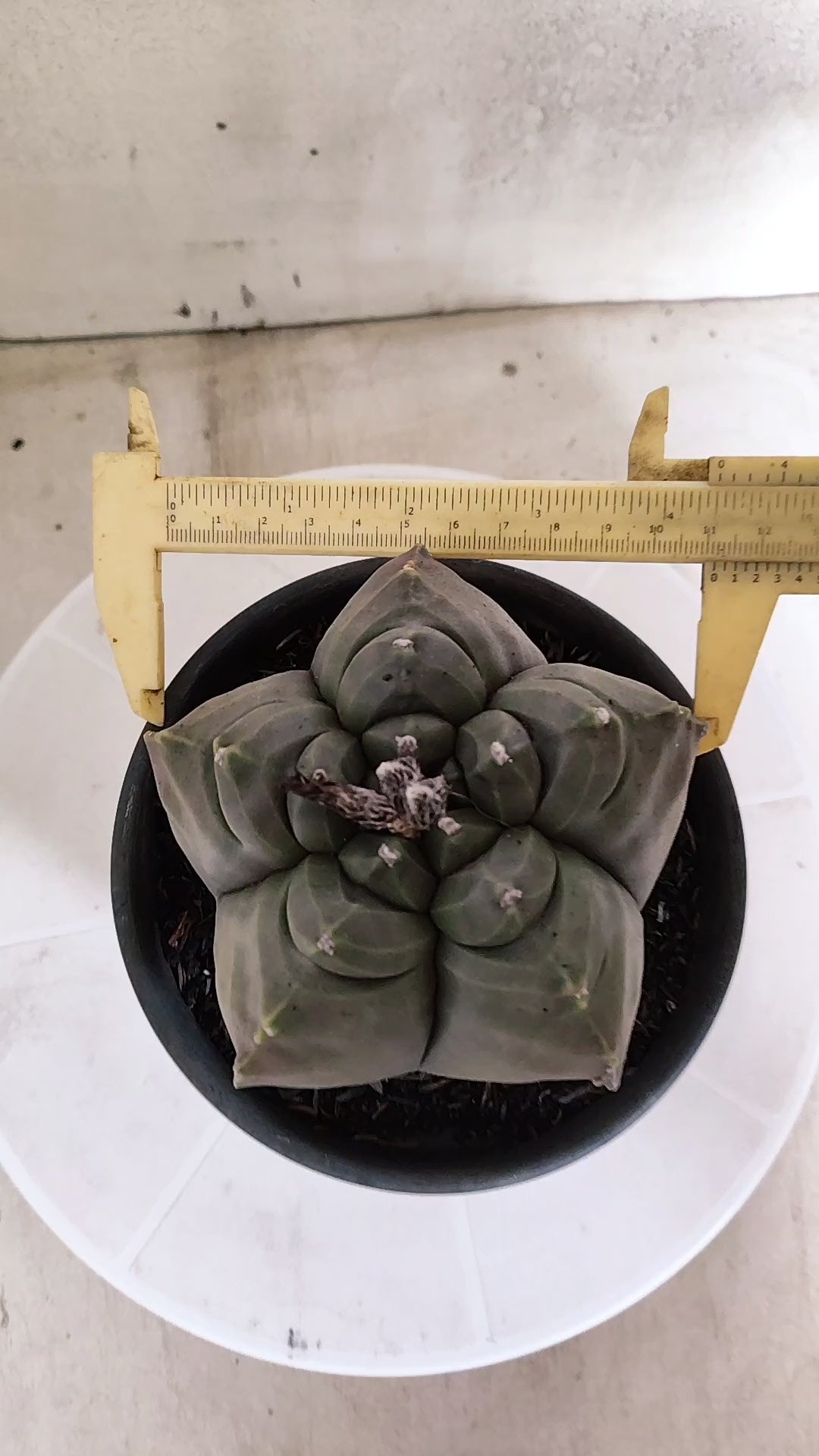 MATRIZ ASTROPHYTUM cv KIKKO   Nº 1874 – vaso 15