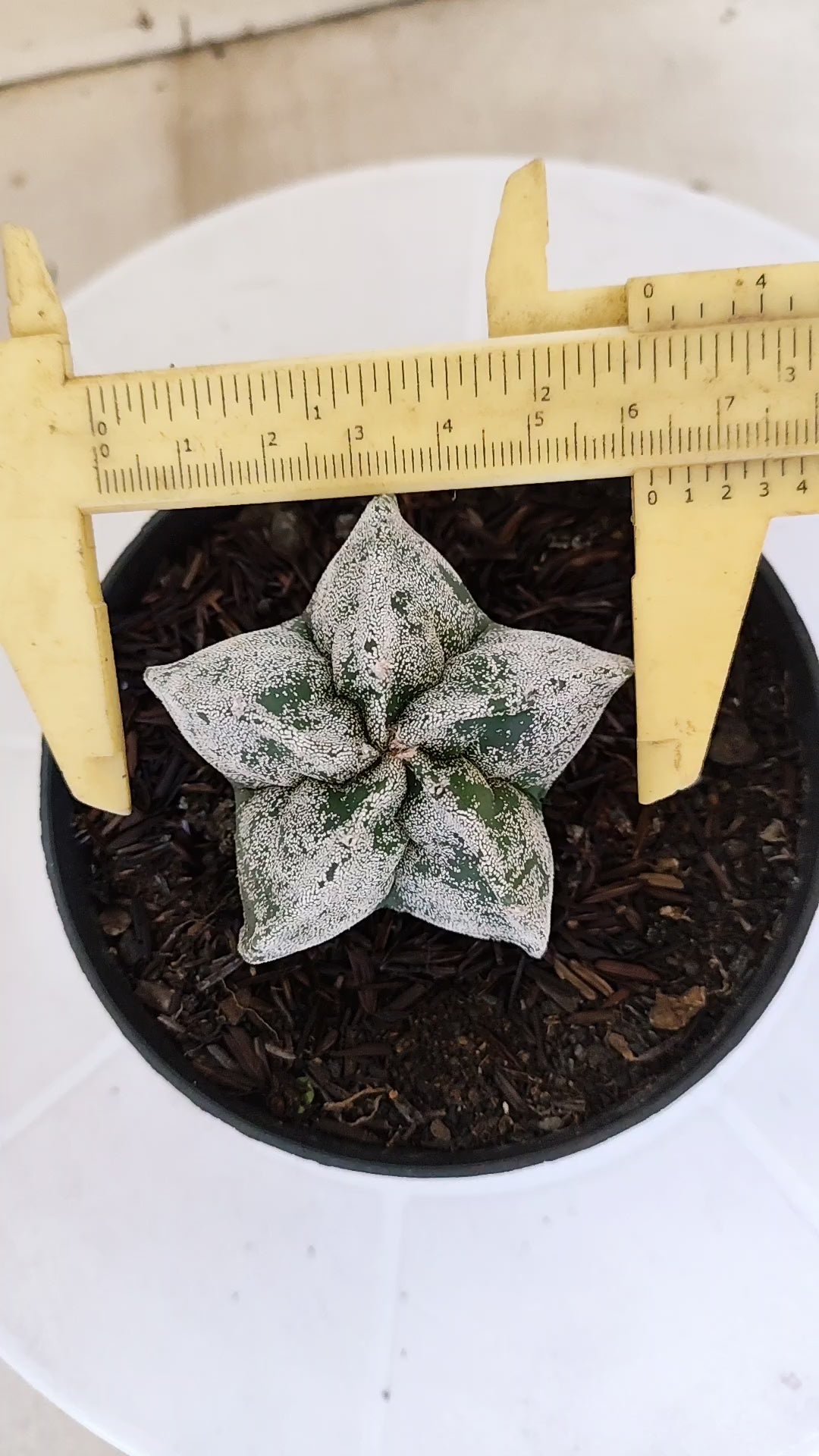 ASTROPHYTUM MYRIOSTIGMA Nº 1240 – vaso 11