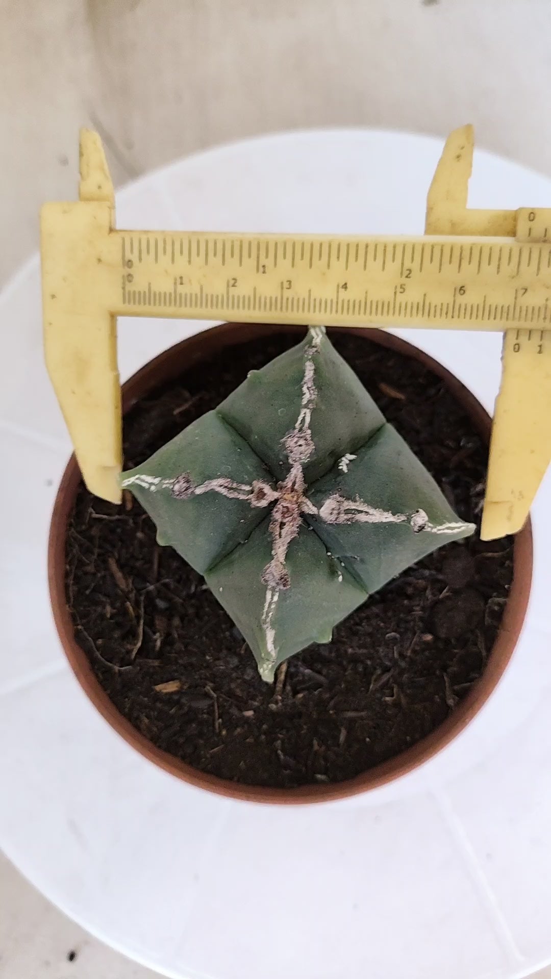 ASTROPHYTUM MYRIOSTIGMA "4 Quinas" Nº 1164 – vaso 11