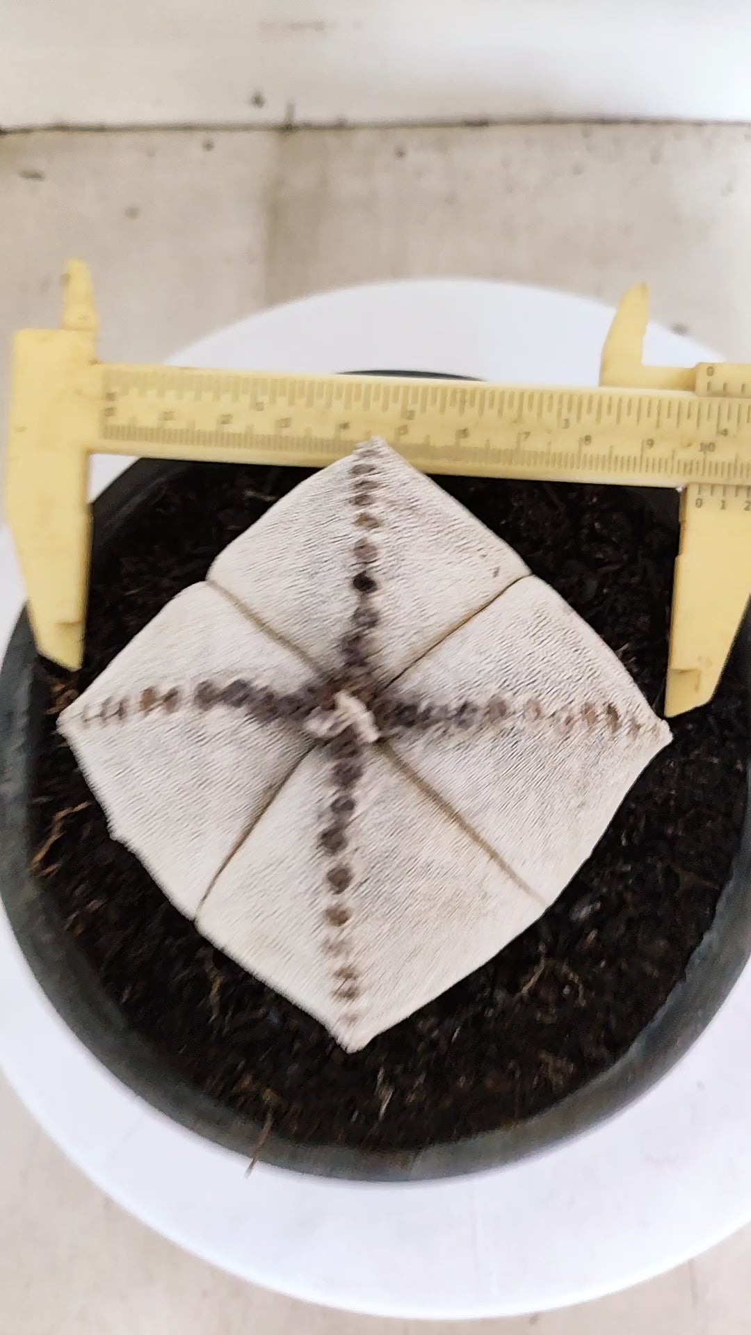 ASTROPHYTUM MYRIOSTIGMA "4 Quinas"  Nº 1152  – vaso 15