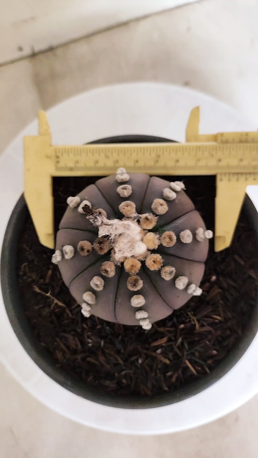 ASTROPHYTUM ASTERIAS “Purple”  Nº 1060 – vaso 15