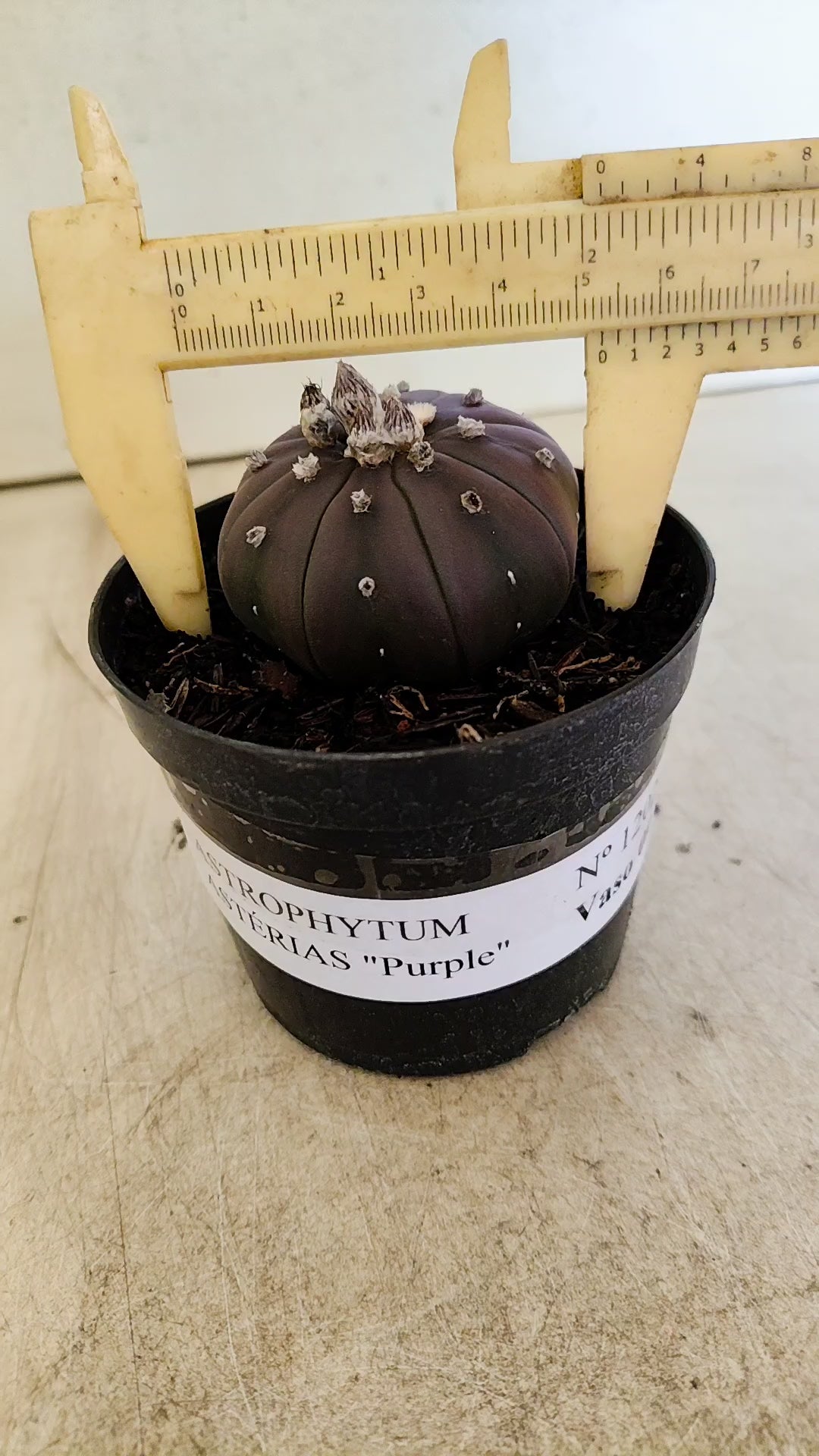 ASTROPHYTUM ASTERIAS “Purple”  Nº 1202 – vaso 09