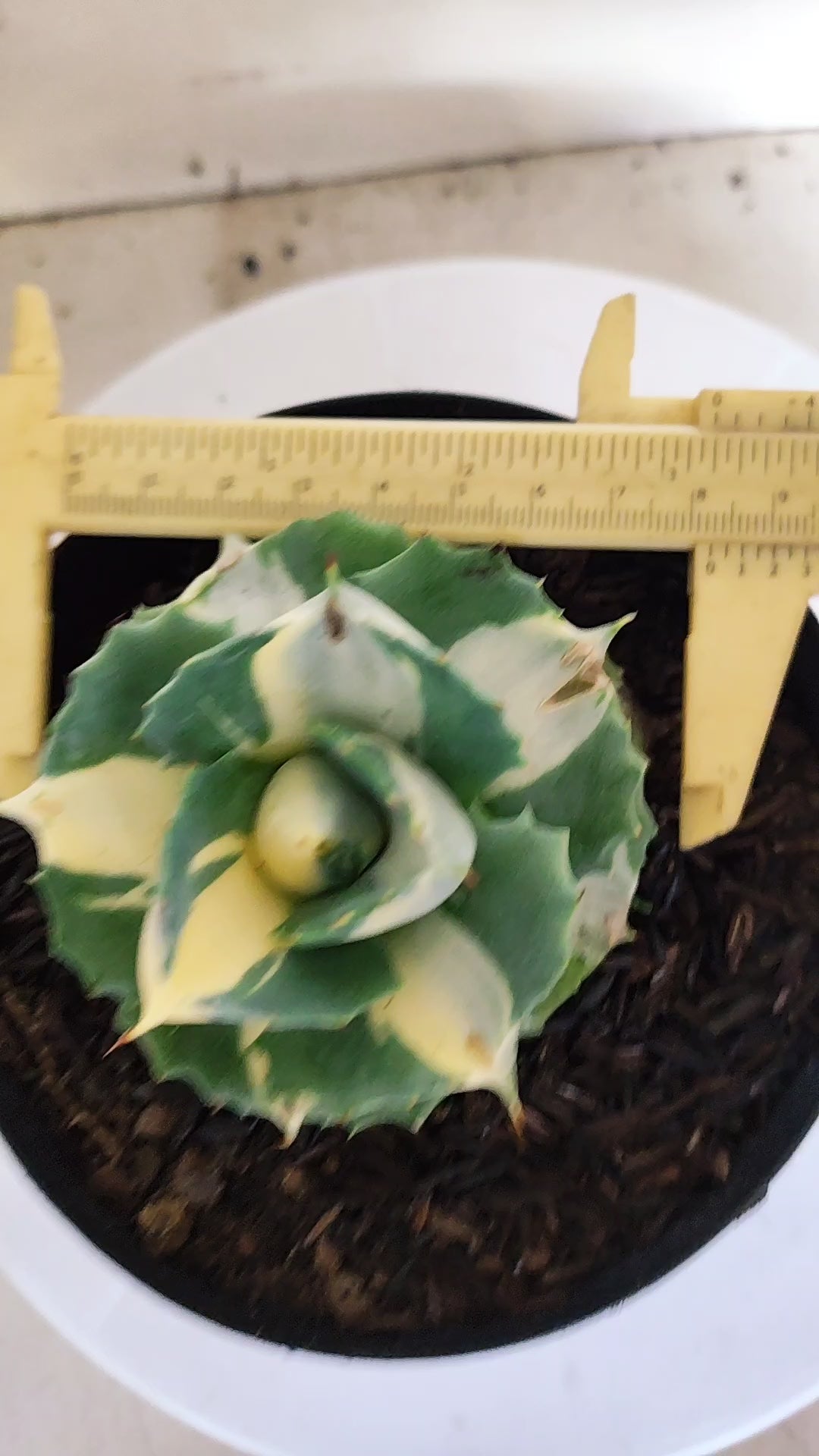 Suculenta AGAVE ISTHMENSIS 'OHI RAIJIN' VARIEGATA  Nº 25 - vaso 15