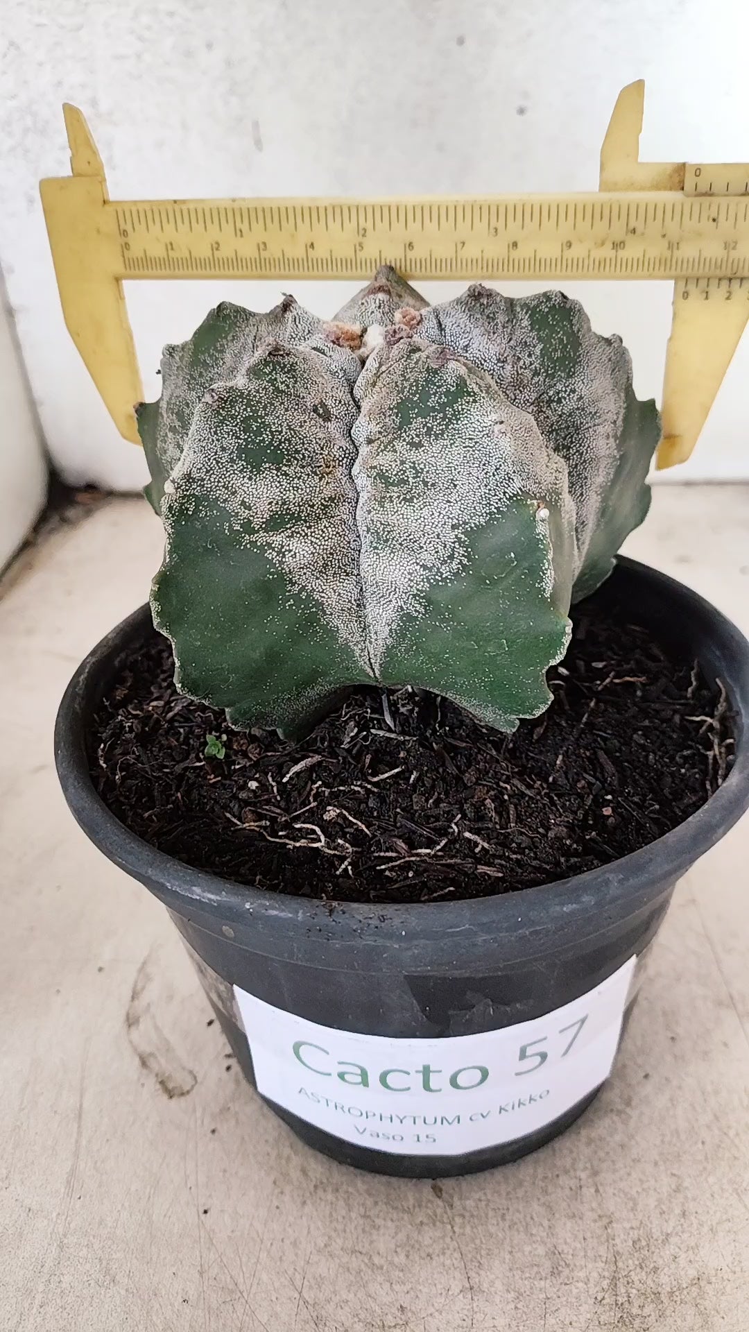 MATRIZ ASTROPHYTUM cv KIKKO Nº 57 – vaso 15