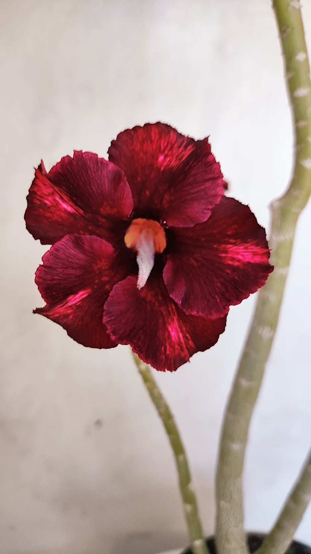 Planta Simples 3577  – 35cm – 02 anos