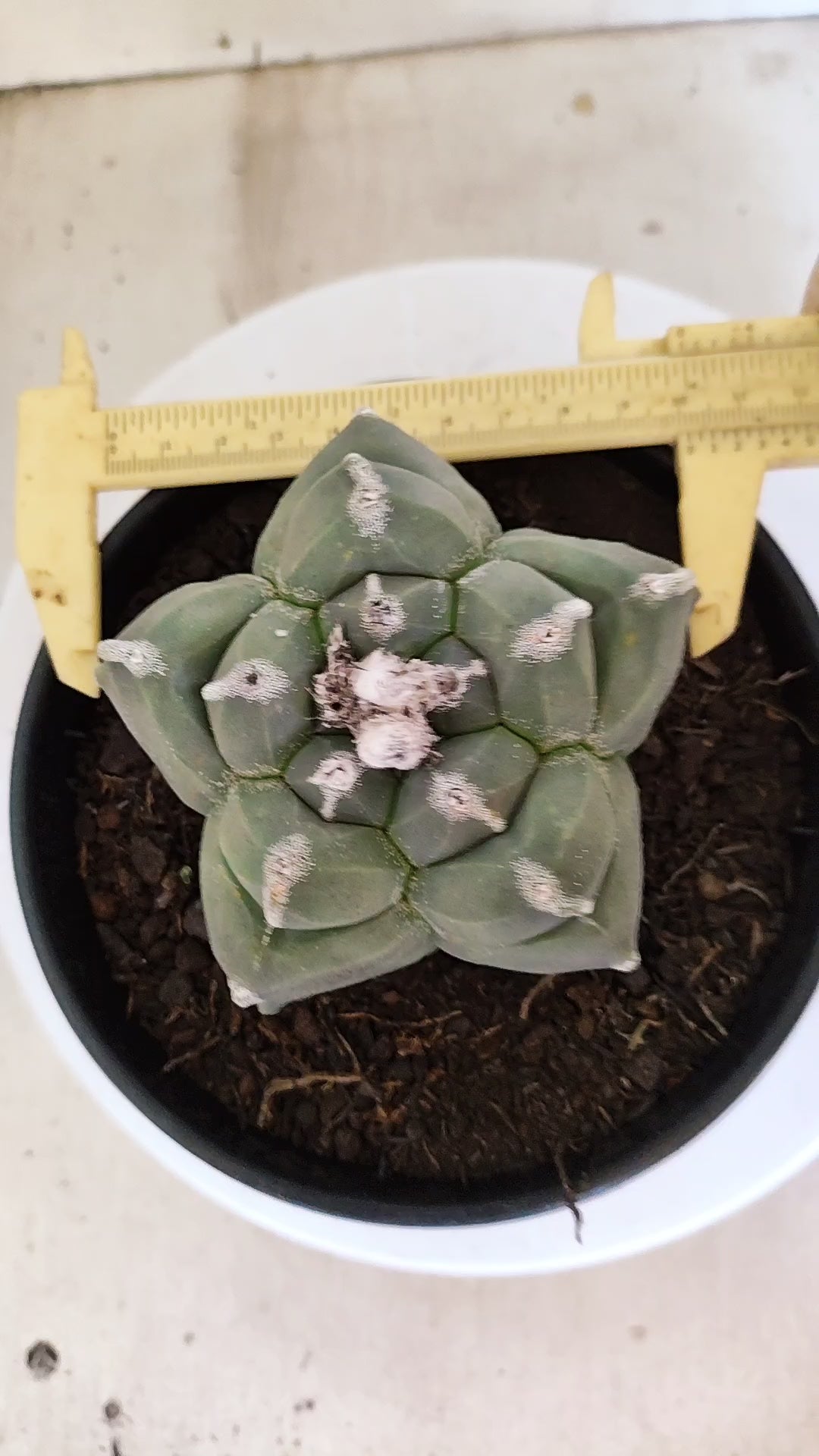 MATRIZ ASTROPHYTUM cv KIKKO   Nº 1377 – vaso 15