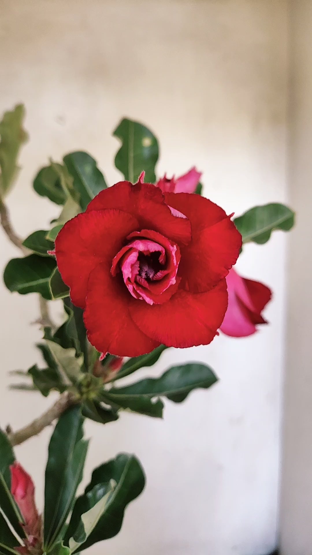 Planta Dobrada 3941 – 35cm – 03 anos