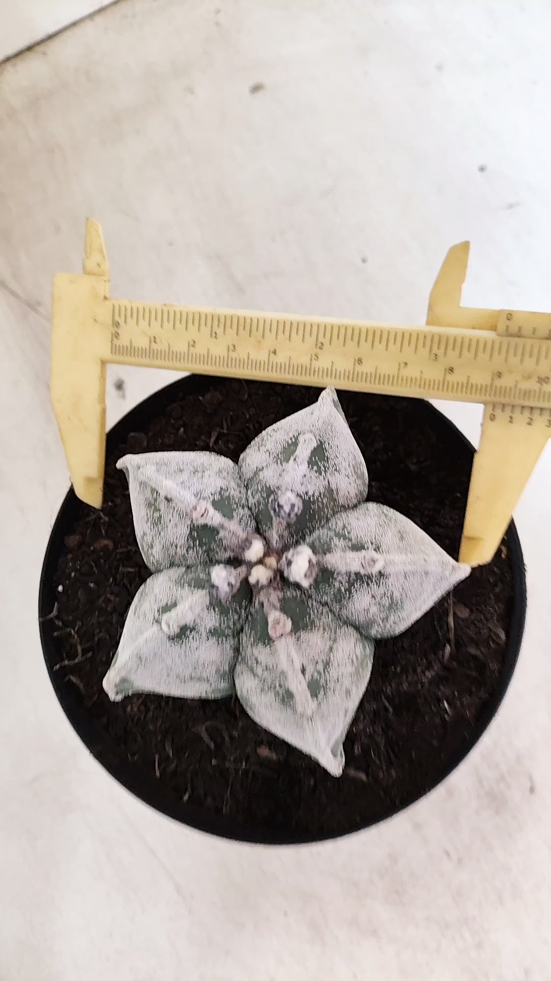 ASTROPHYTUM MYRIOSTIGMA  Nº 1190 – vaso 15