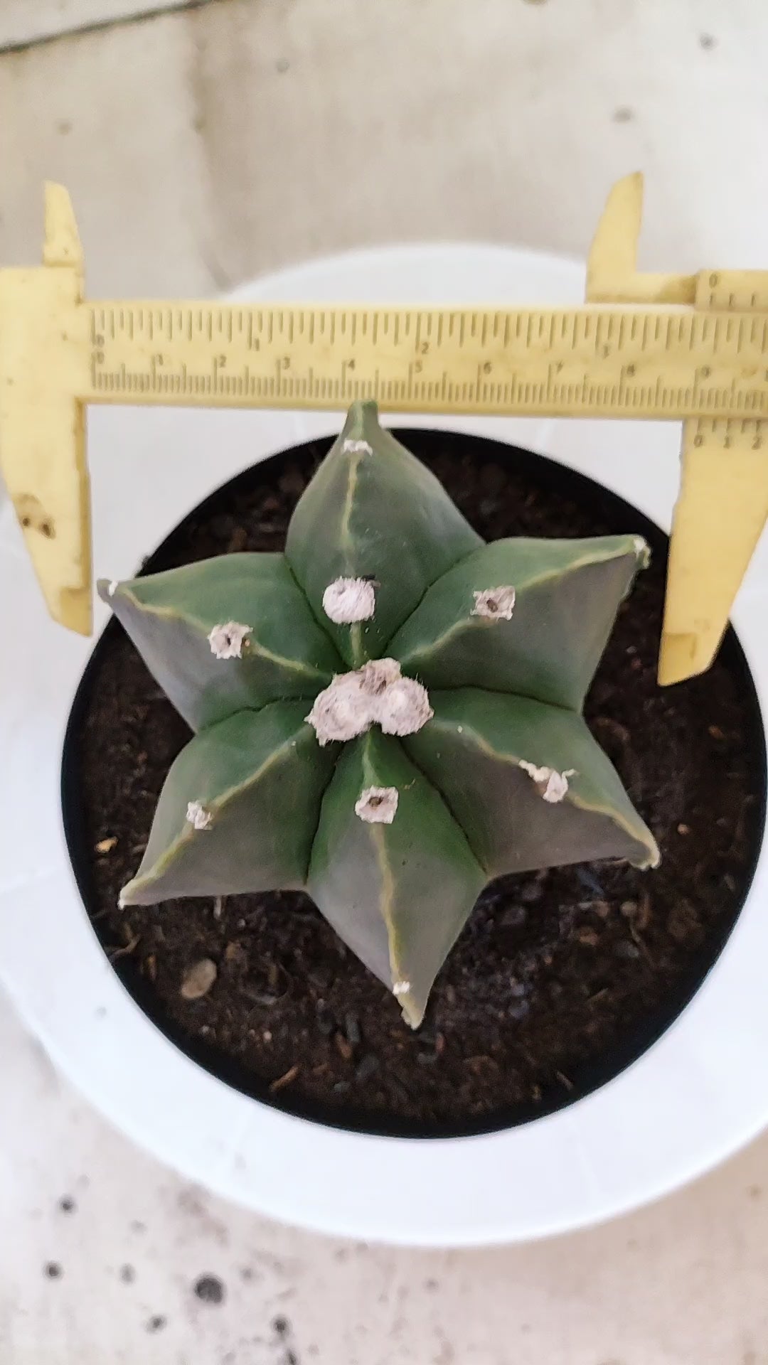 ASTROPHYTUM MYRIOSTIGMA "Multicostatum NUDUM" Nº 65 – vaso 15
