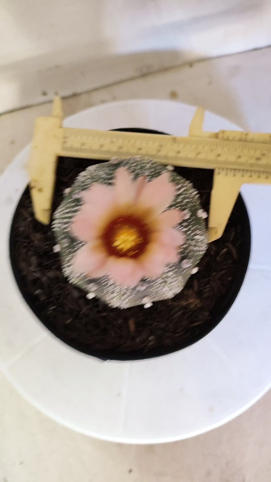 ASTROPHYTUM ASTERIAS STAR SHAPE "PURPLE Akabana" Nº 1159 – vaso 15