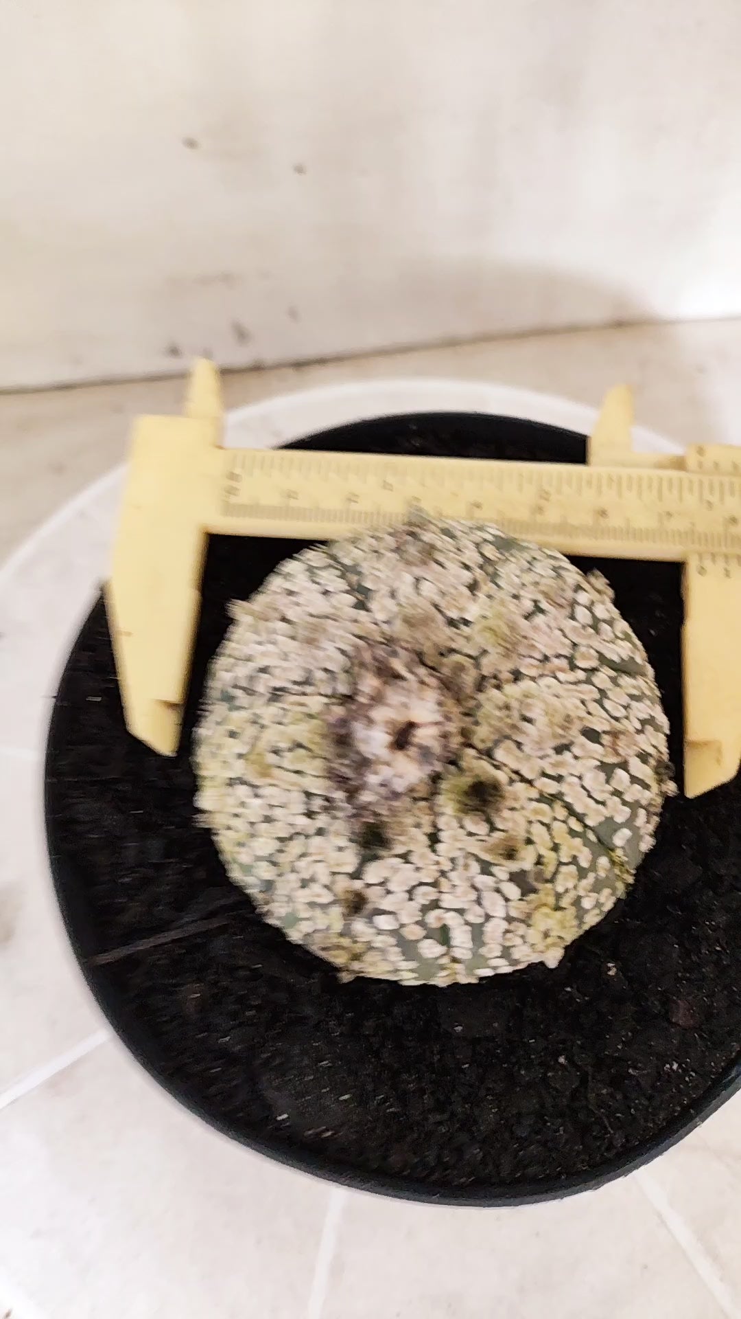 ASTROPHYTUM ASTERIAS  "SUPER KABUTO"  Nº 1745 – vaso 15
