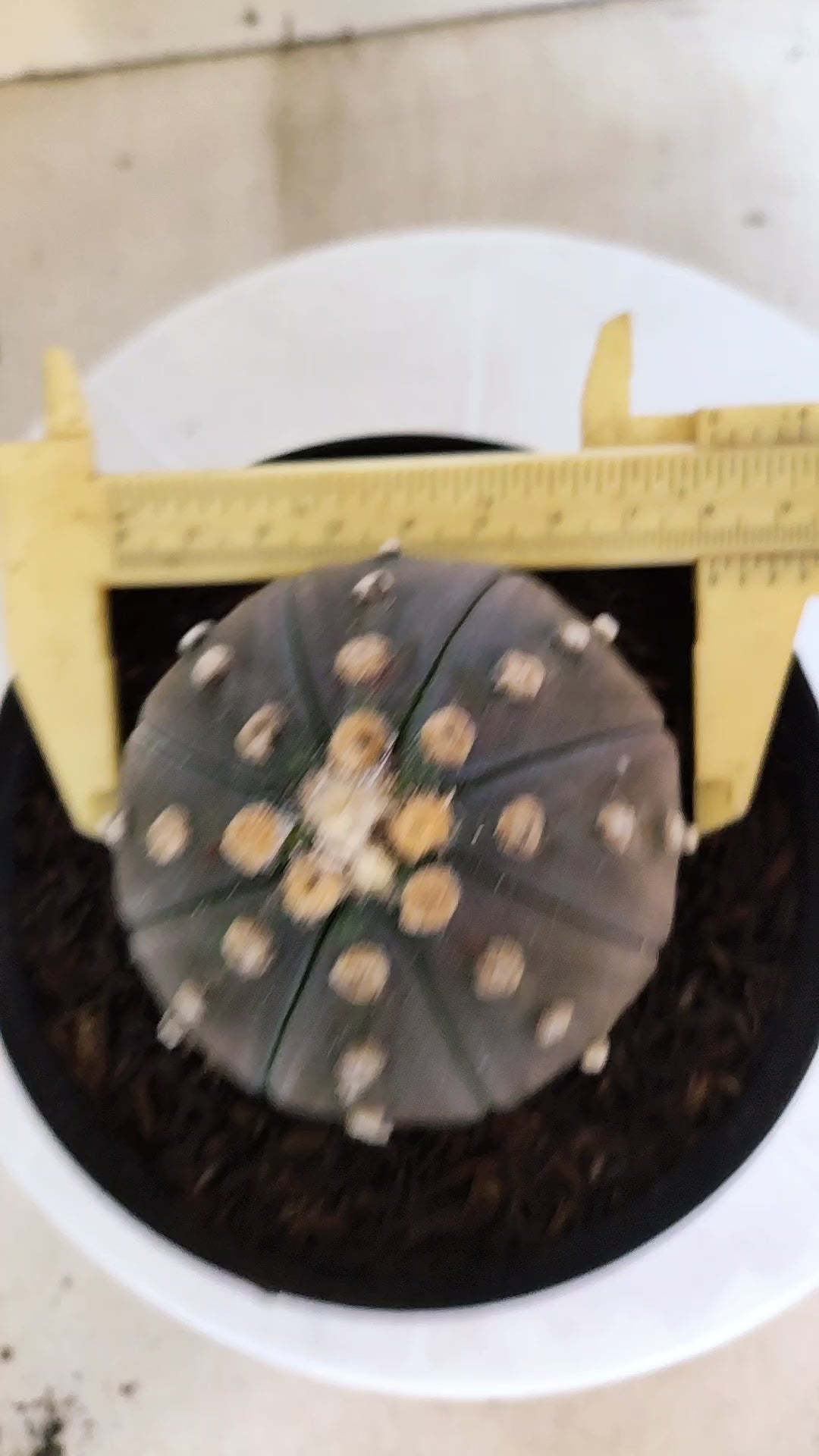 ASTROPHYTUM ASTERIAS STAR SHAPE "PURPLE" Nº 1312 – vaso 15