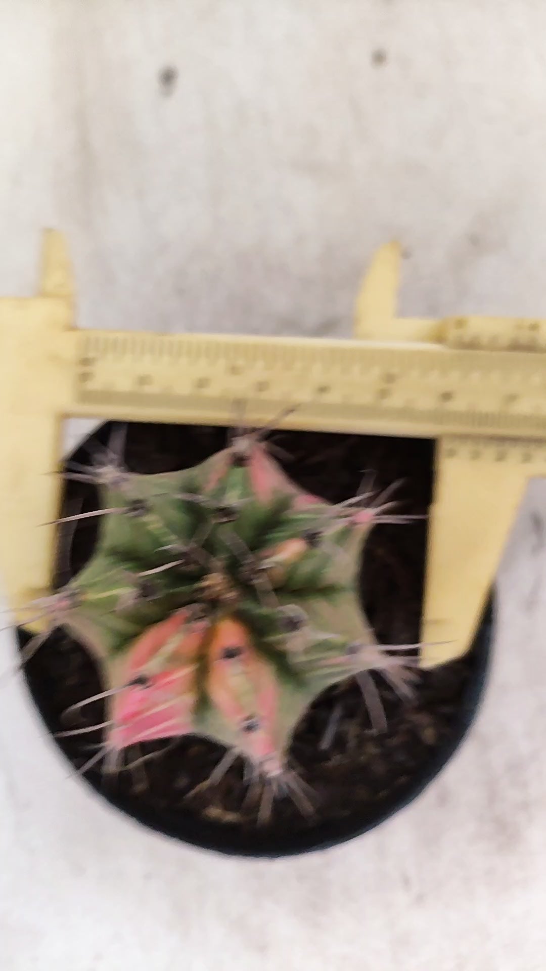 GYMNOCALYCIUM Mihanovichii "Variegata" Nº 714 – vaso 09