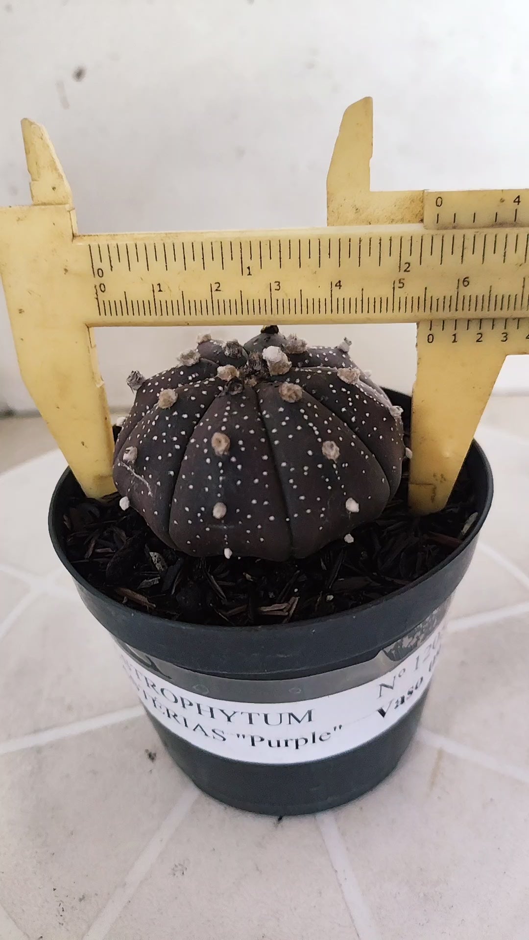 ASTROPHYTUM ASTERIAS “Purple”  Nº 1205 – vaso 09