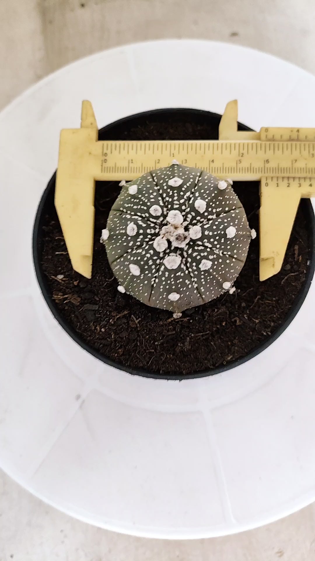MATRIZ ASTROPHYTUM ASTÉRIAS "Purple" Nº 1224 – vaso 11