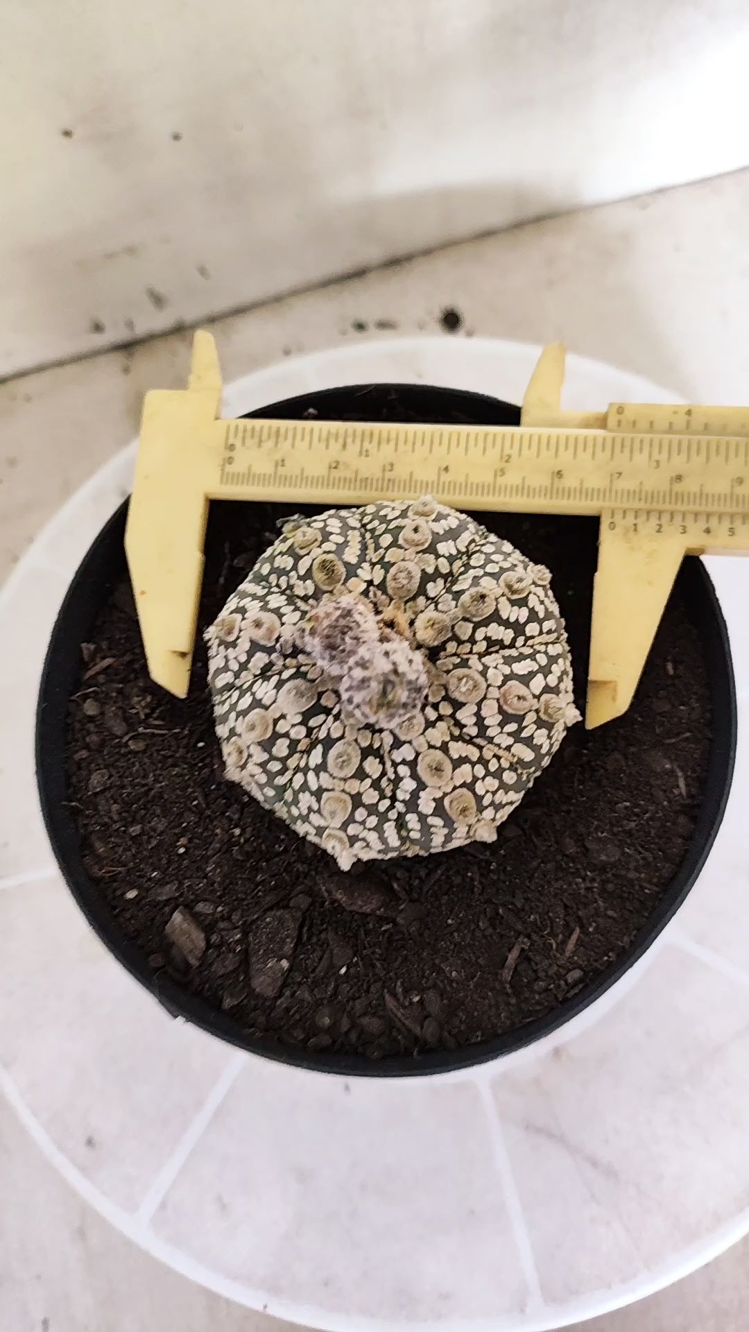 ASTROPHYTUM ASTERIAS  "SUPER KABUTO"  Nº 1759 – vaso 15