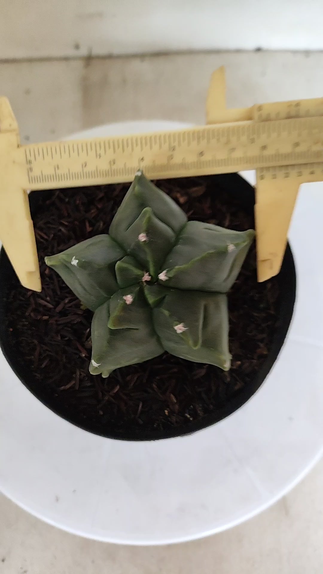 MATRIZ ASTROPHYTUM cv KIKKO "Fukuryu"  Nº 1182 – vaso 15
