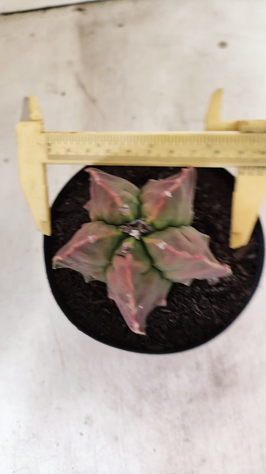 MATRIZ ASTROPHYTUM cv KIKKO "FUKURYU"  Nº 27 – vaso 15