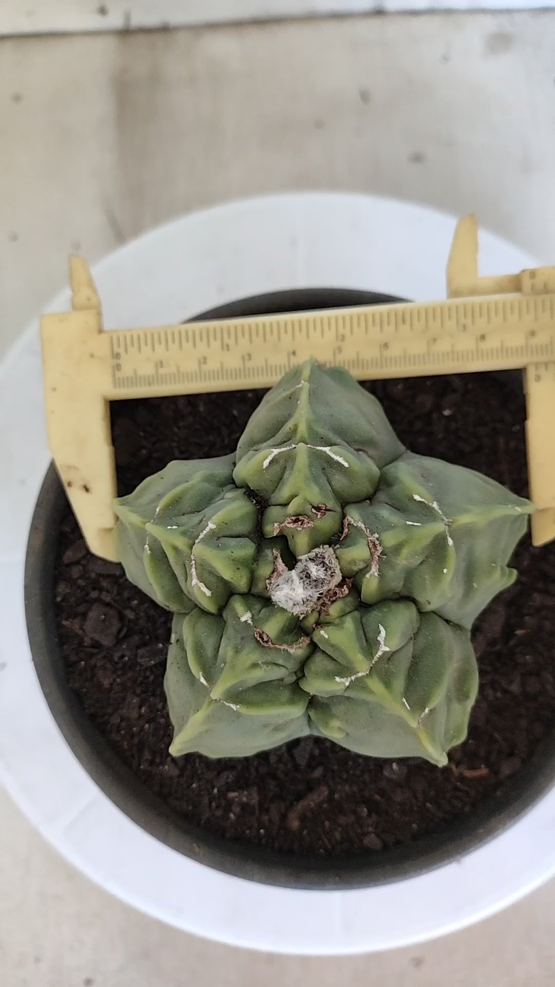 MATRIZ ASTROPHYTUM cv KIKKO "Fukuryu"  Nº 1362 – vaso 15