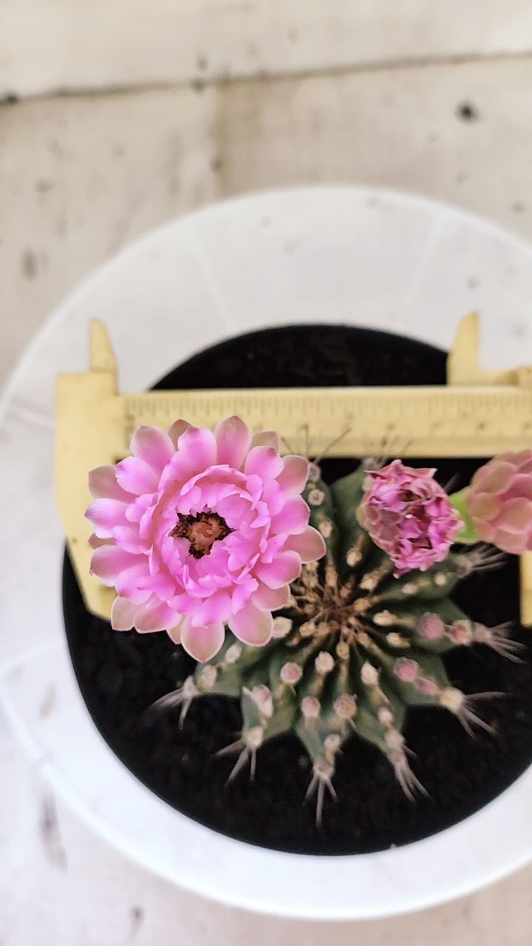 GYMNOCALYCIUM Mihanovichii Nº 1682 – vaso 15