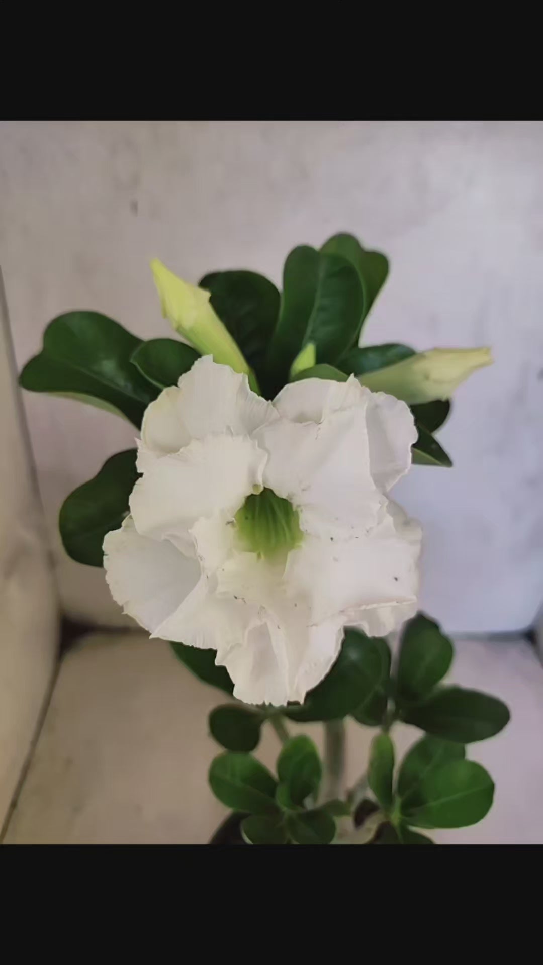 Planta Dobrada 3813 – 35cm – 03 anos