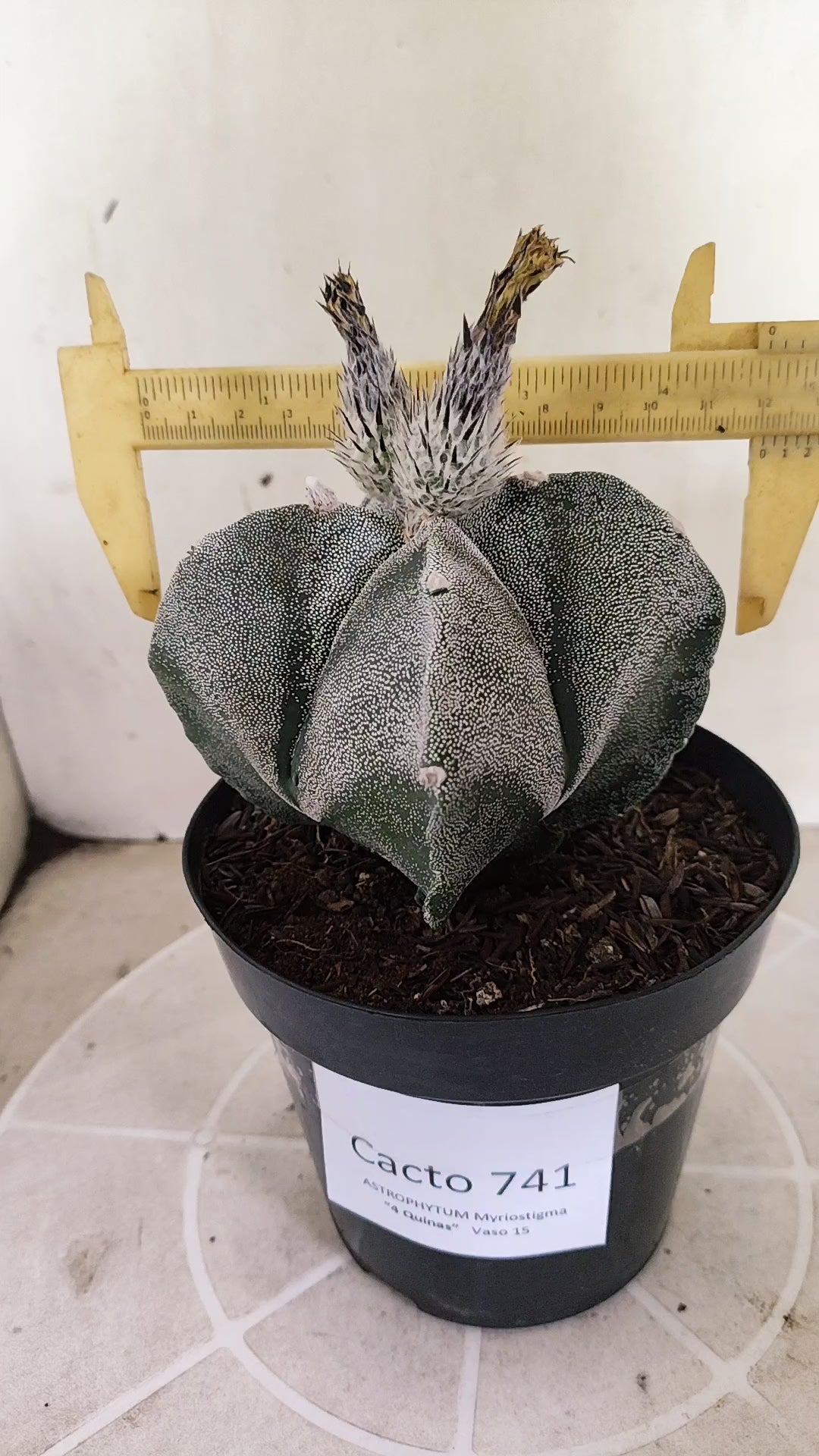 MATRIZ ASTROPHYTUM Myriostigma "4 Quinas" Nº 741 – vaso 15