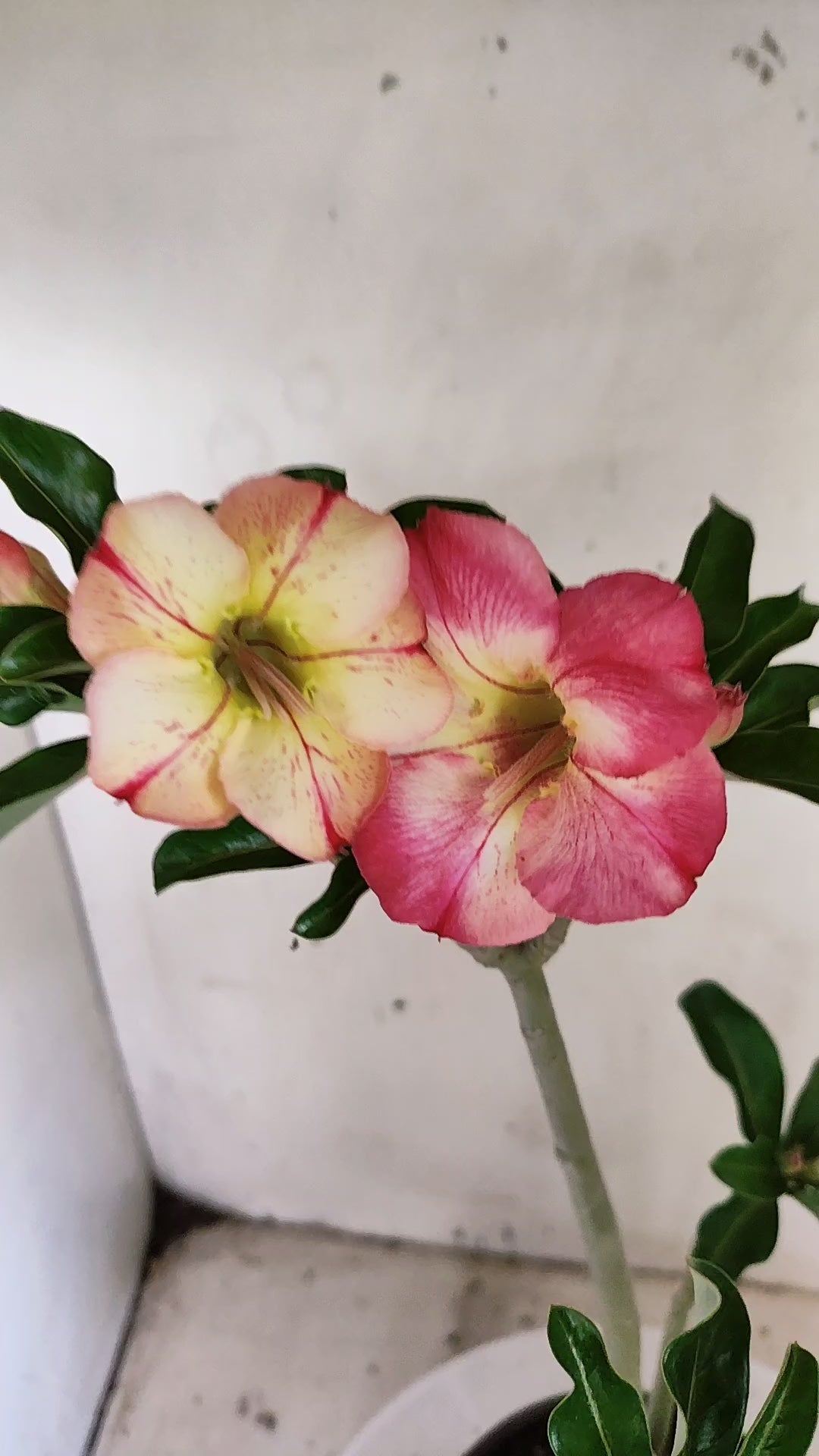 Planta Simples 3662 – 30cm – 02 anos