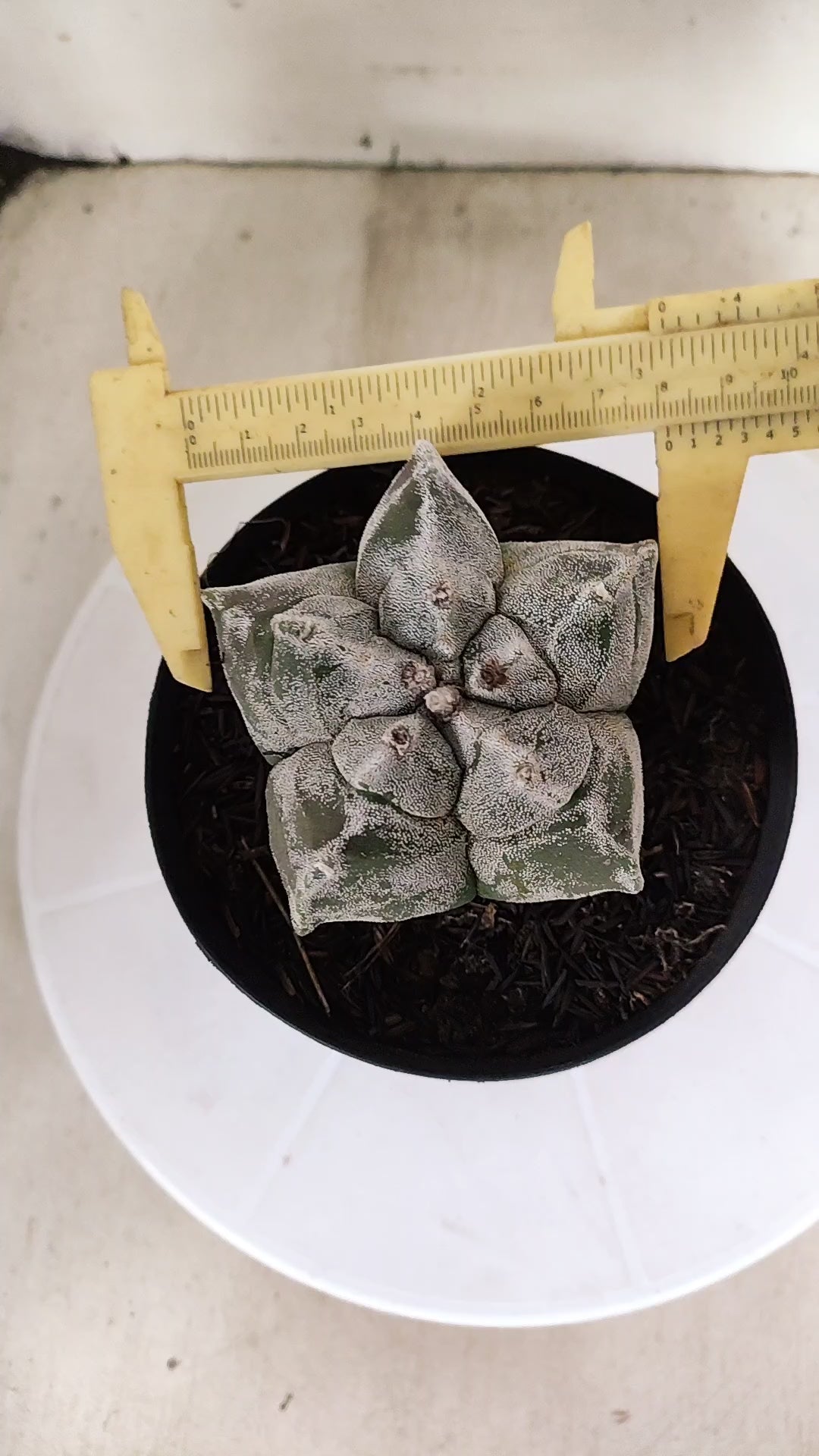 ASTROPHYTUM cv KIKKO  Nº 1179 – vaso 15