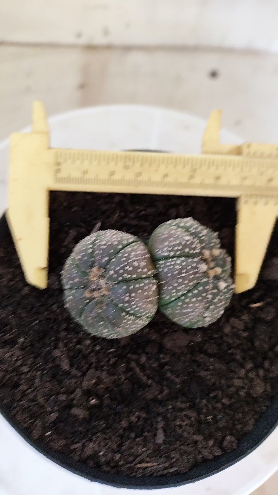 ASTROPHYTUM ASTERIAS BICÉFALO “Purple”  Nº 1732 – vaso 15