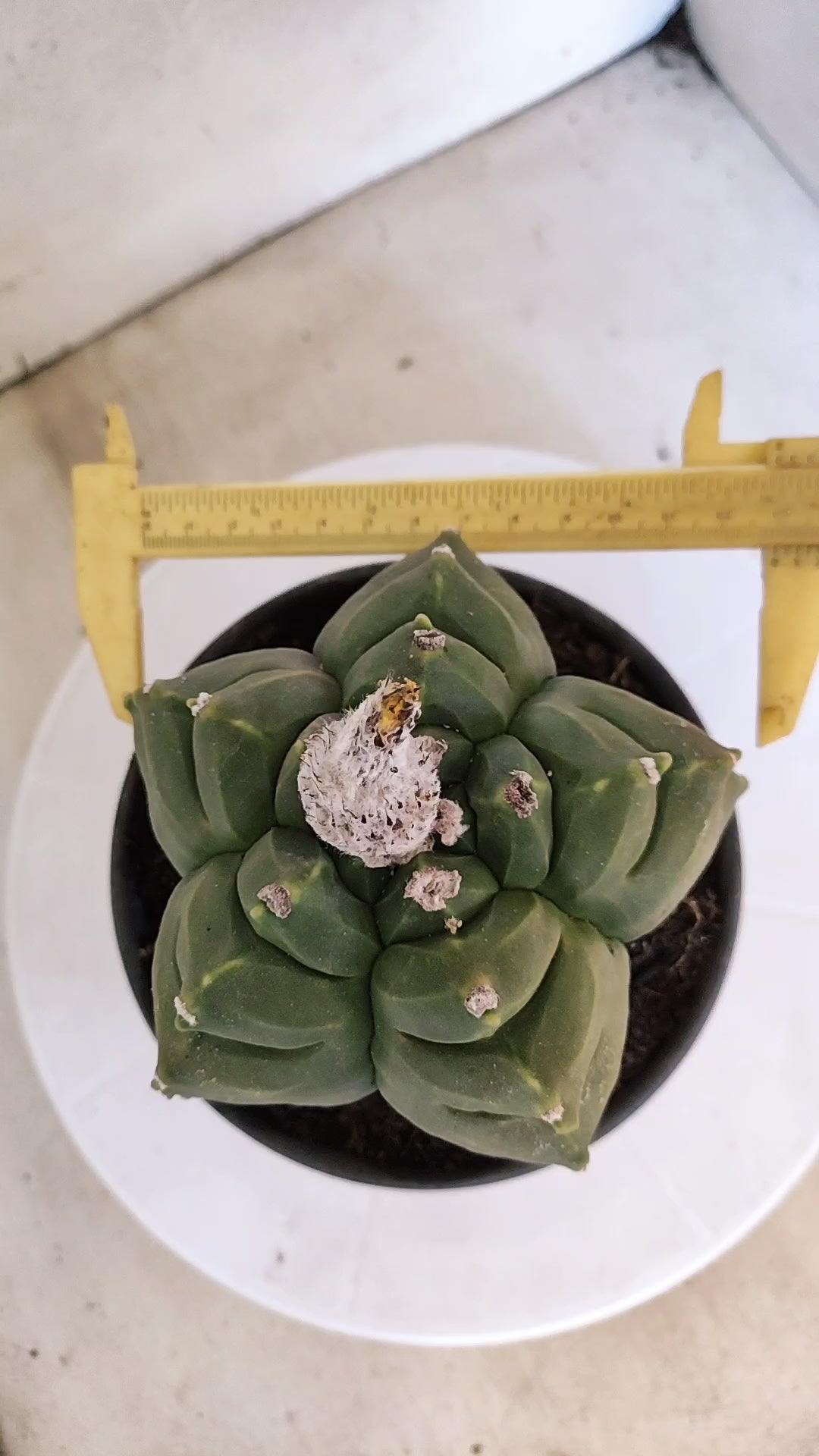 MATRIZ ASTROPHYTUM cv KIKKO  Nº 941 – vaso 15