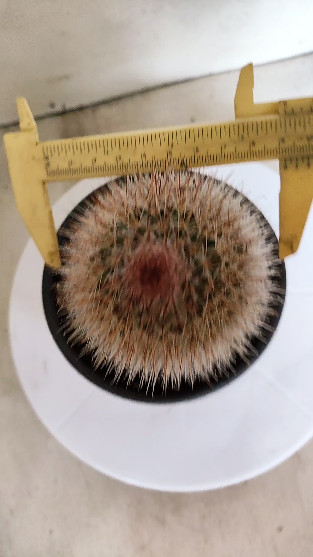 CACTOS Mammillaria Nº 430 – vaso 15