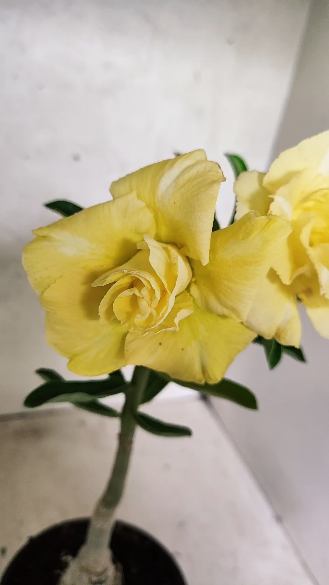 ENXERTO 12720 – 25cm (cor LM 490)