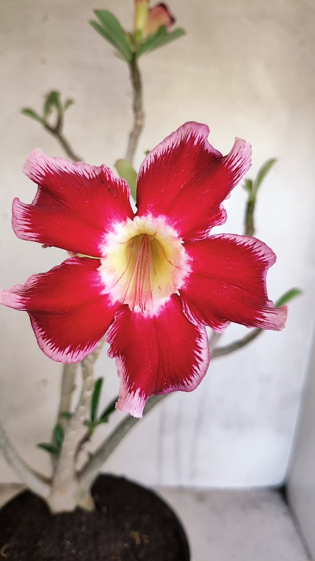 Planta Simples 3600 – 40cm – 03 anos