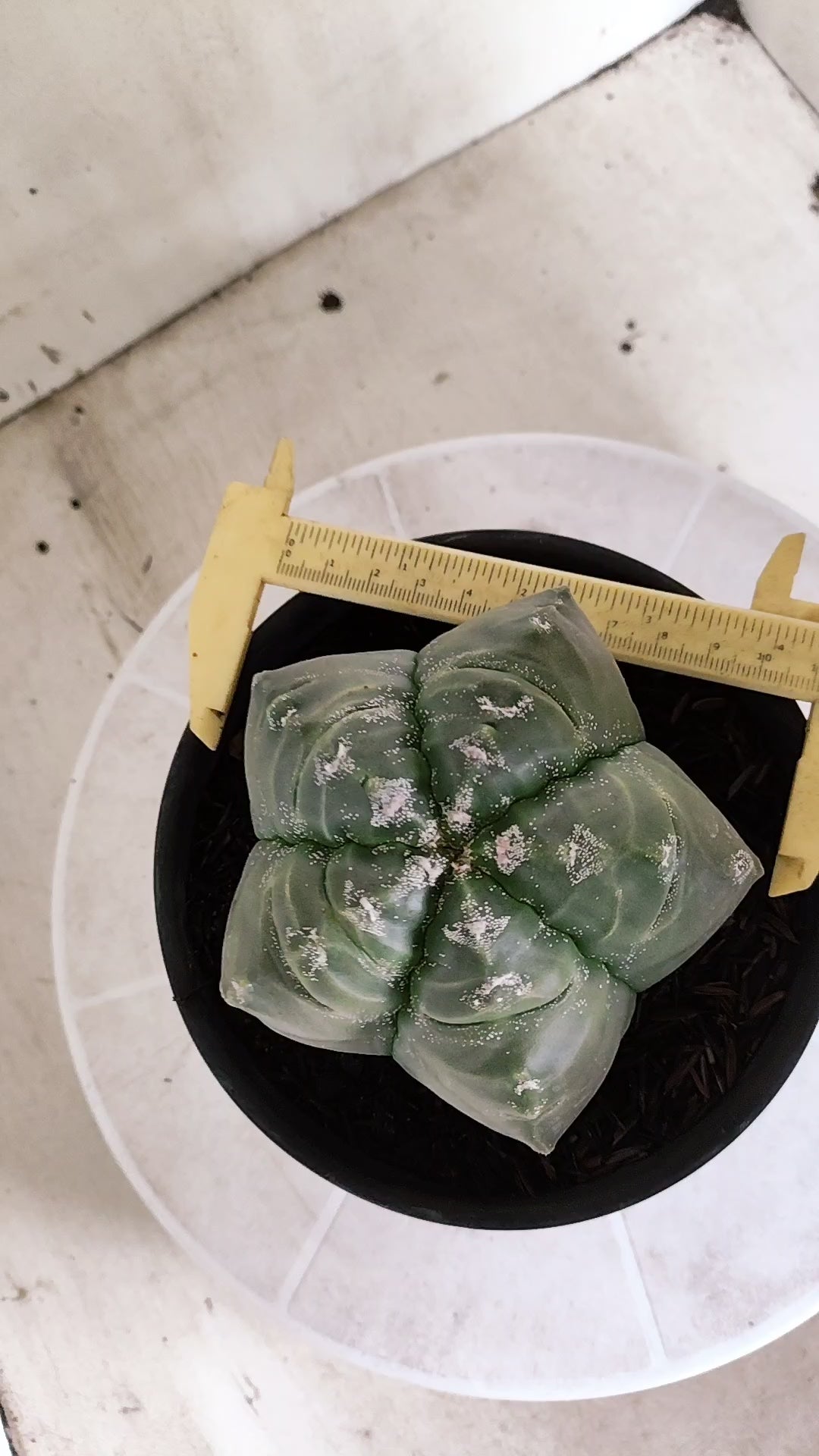 MATRIZ ASTROPHYTUM cv KIKKO  Nº 1729 – vaso 15