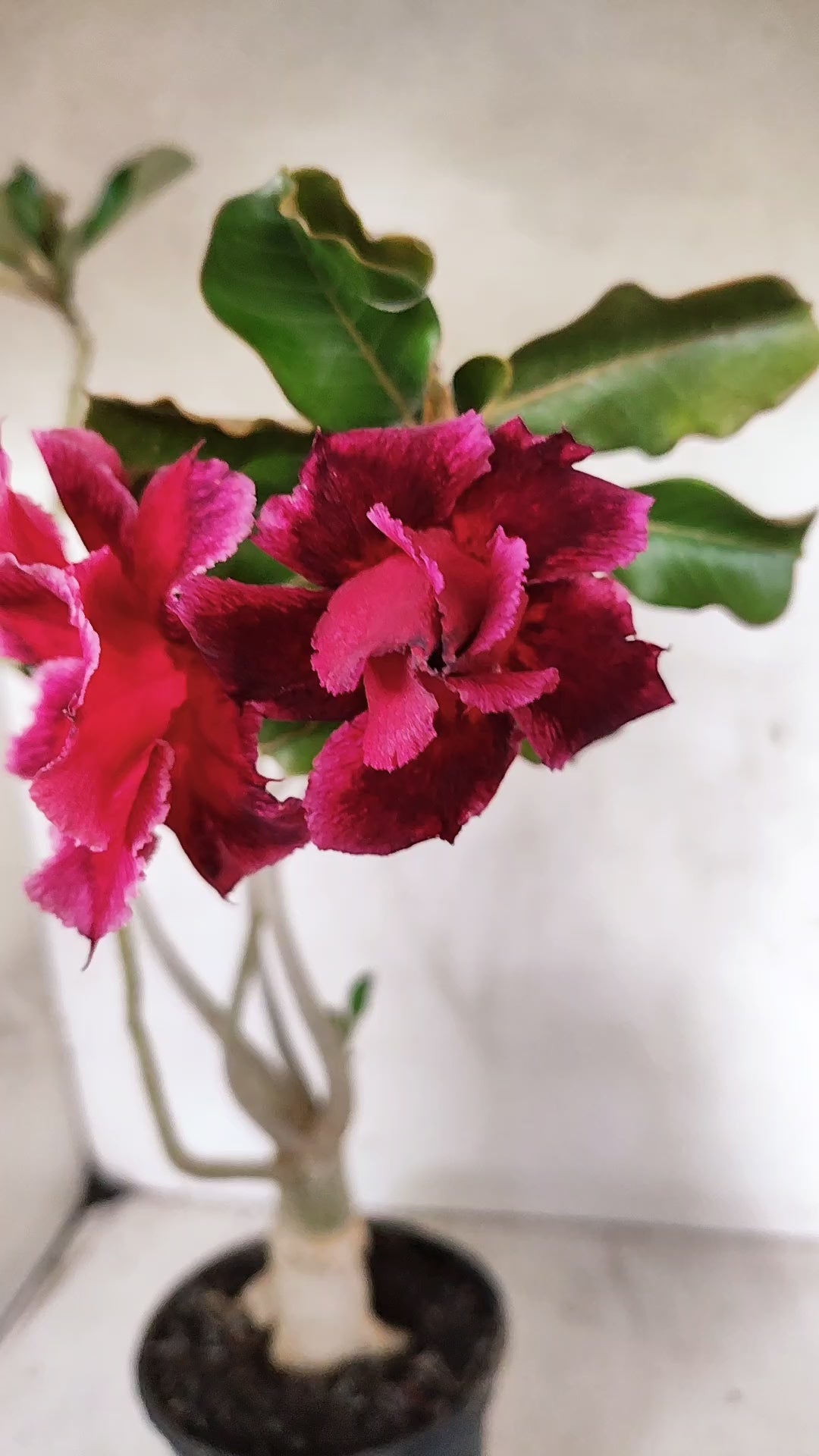 Planta Dobrada 3899 – 35cm – 03 anos